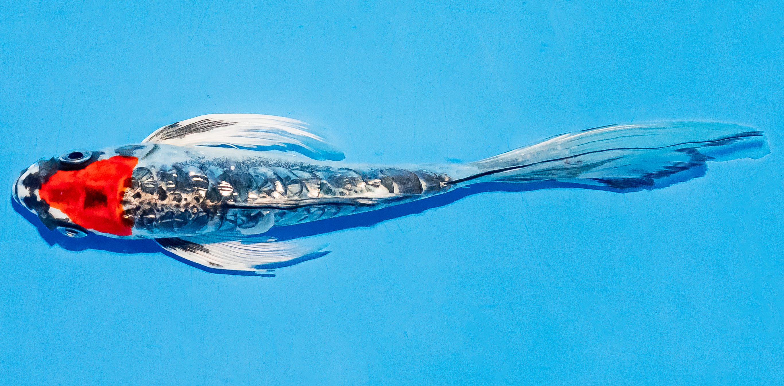 Butterfly Koi 17-20cm Nr. 5925