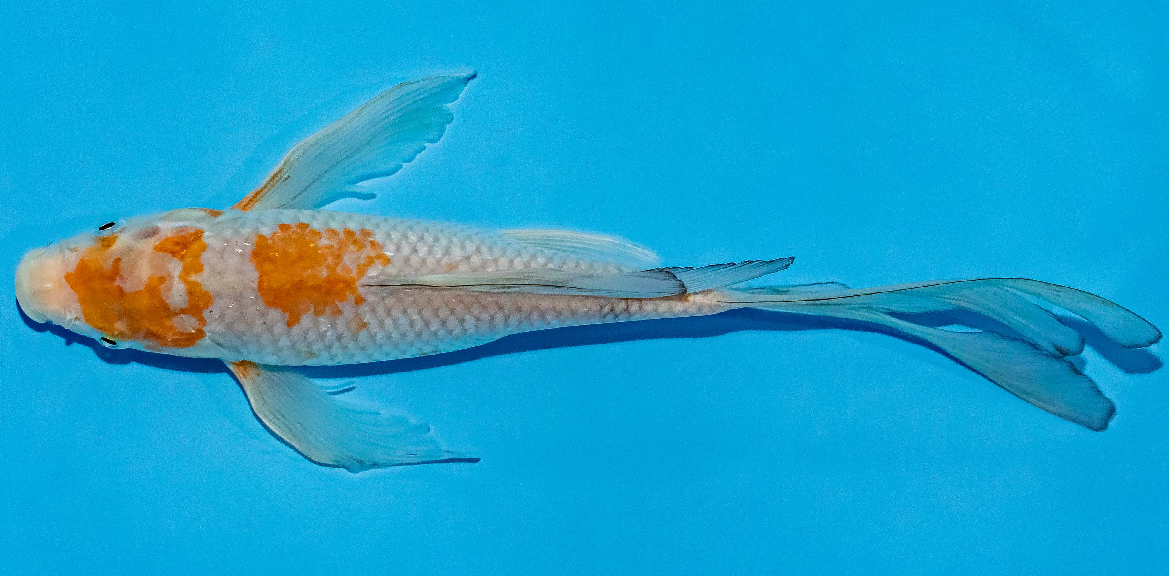 Butterfly Koi 25-30cm Nr. 2318