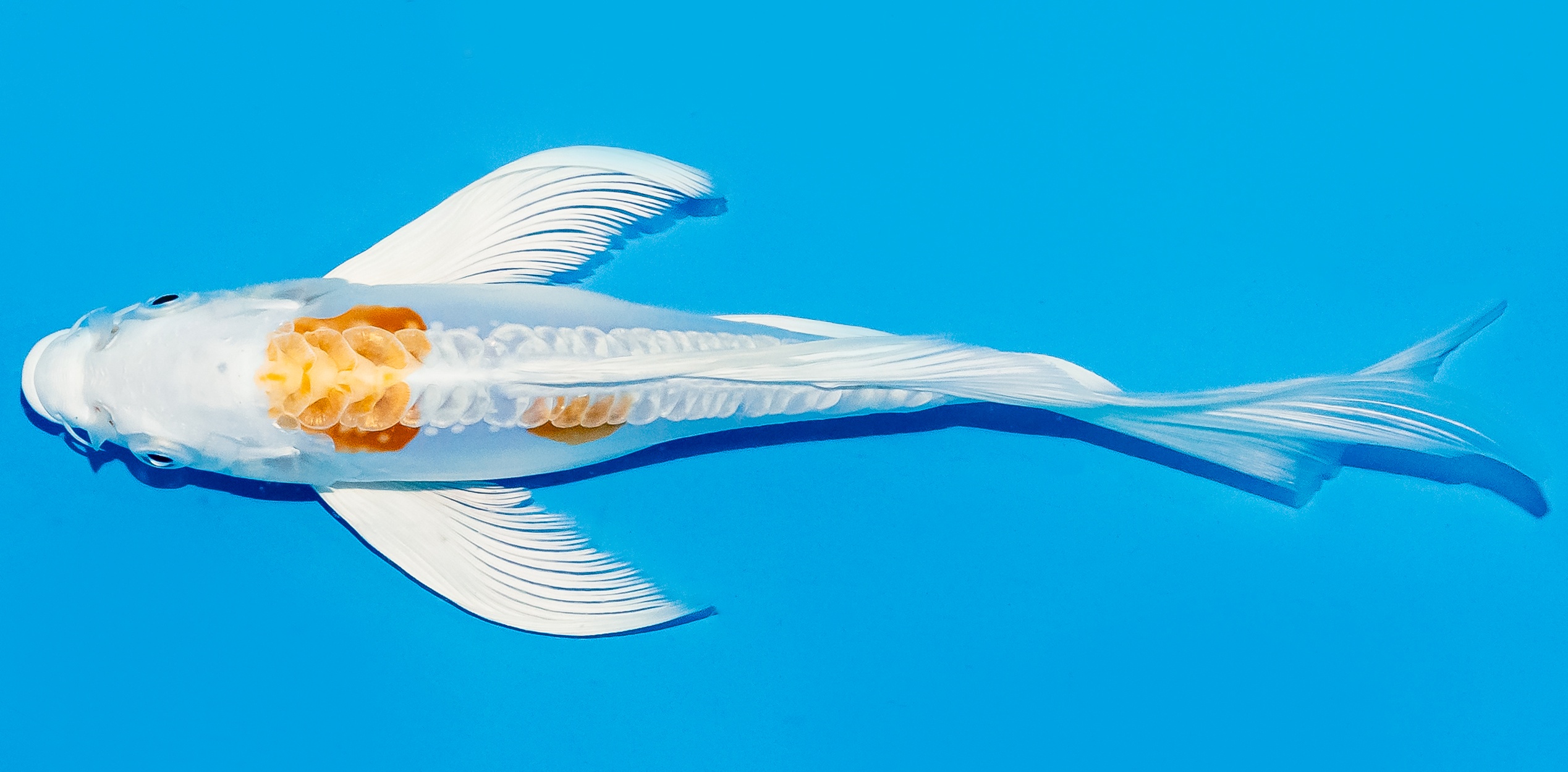 Butterfly Koi 20-25cm Nr. 8508