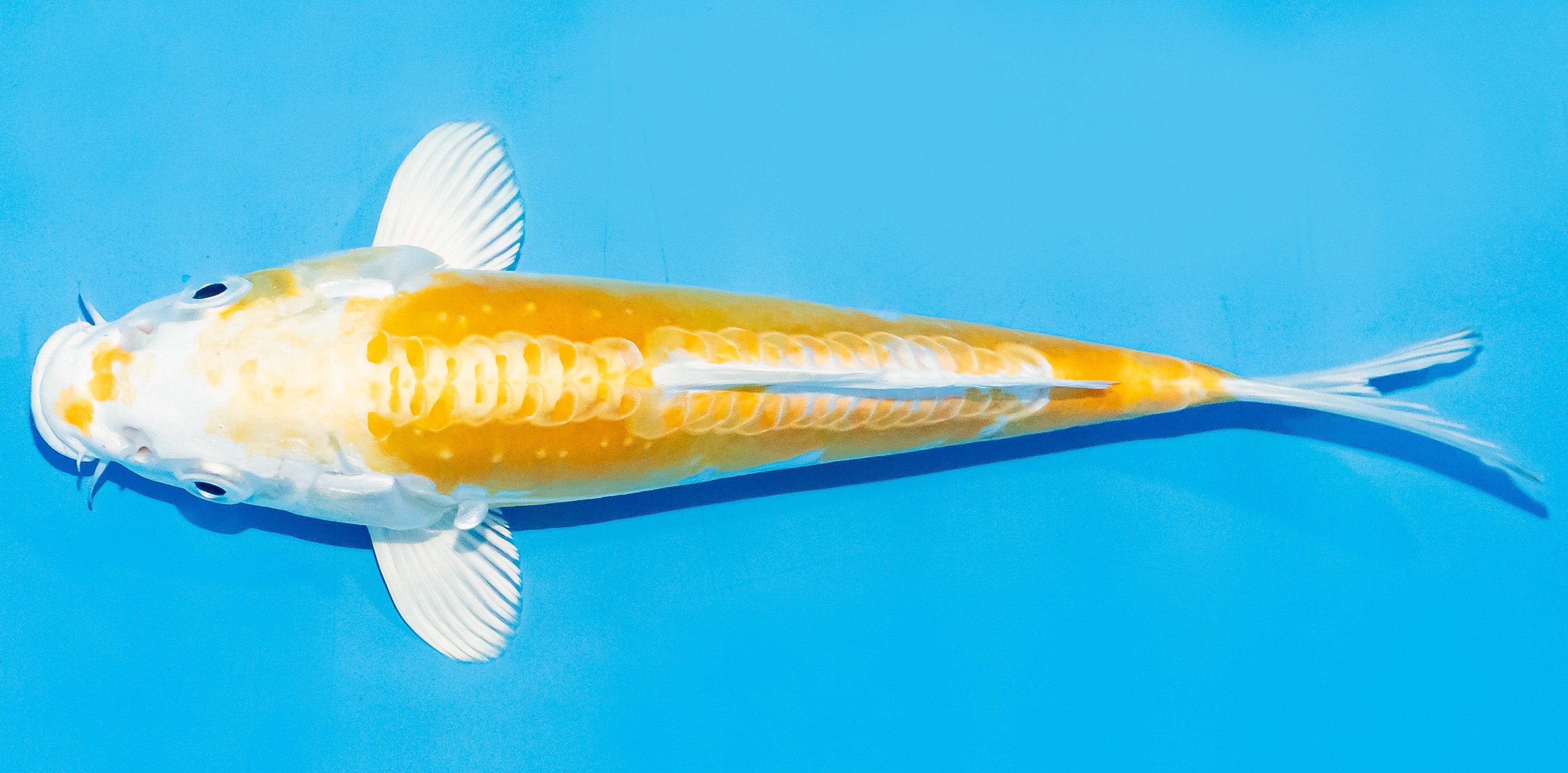 Koi 20-25cm Nr. 8401
