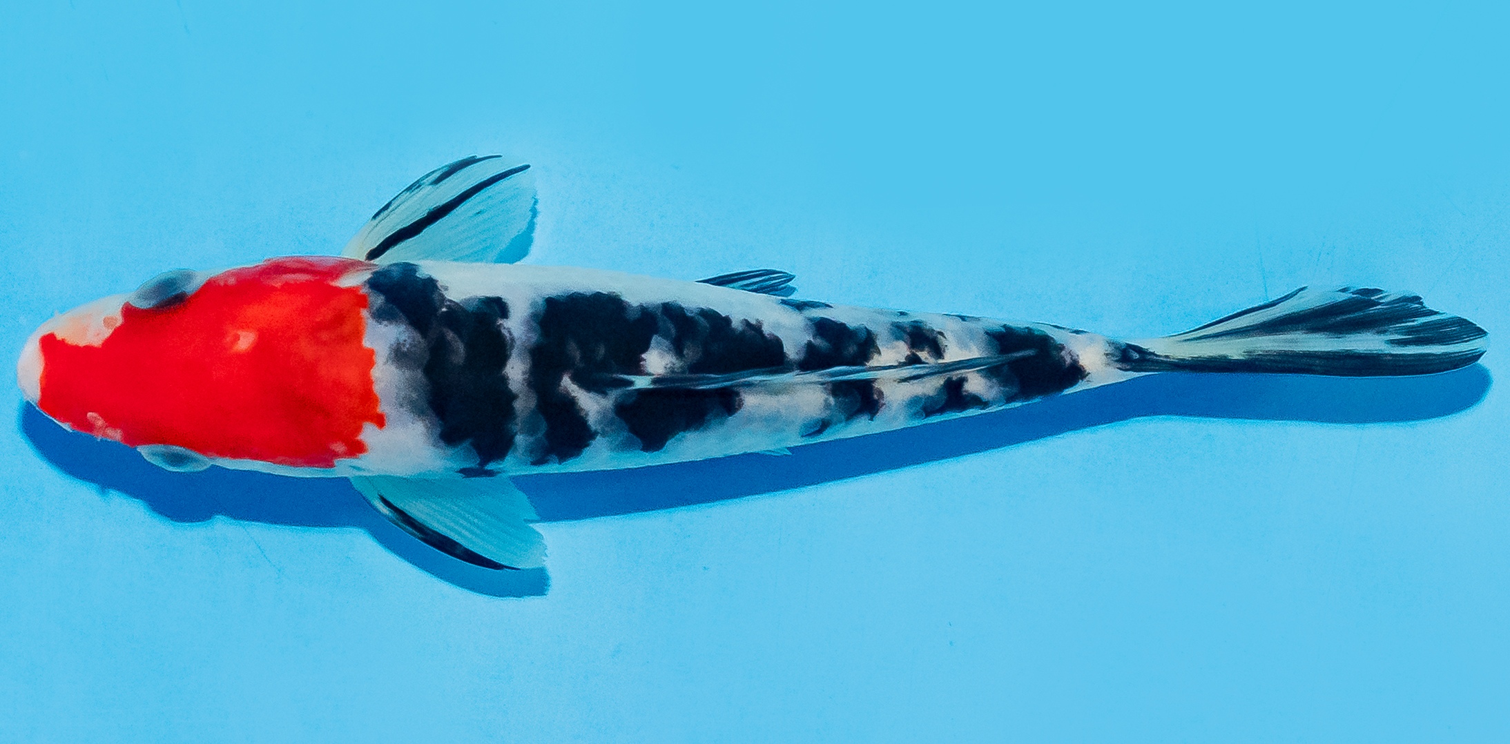 Koi 14-17cm Nr. 8017