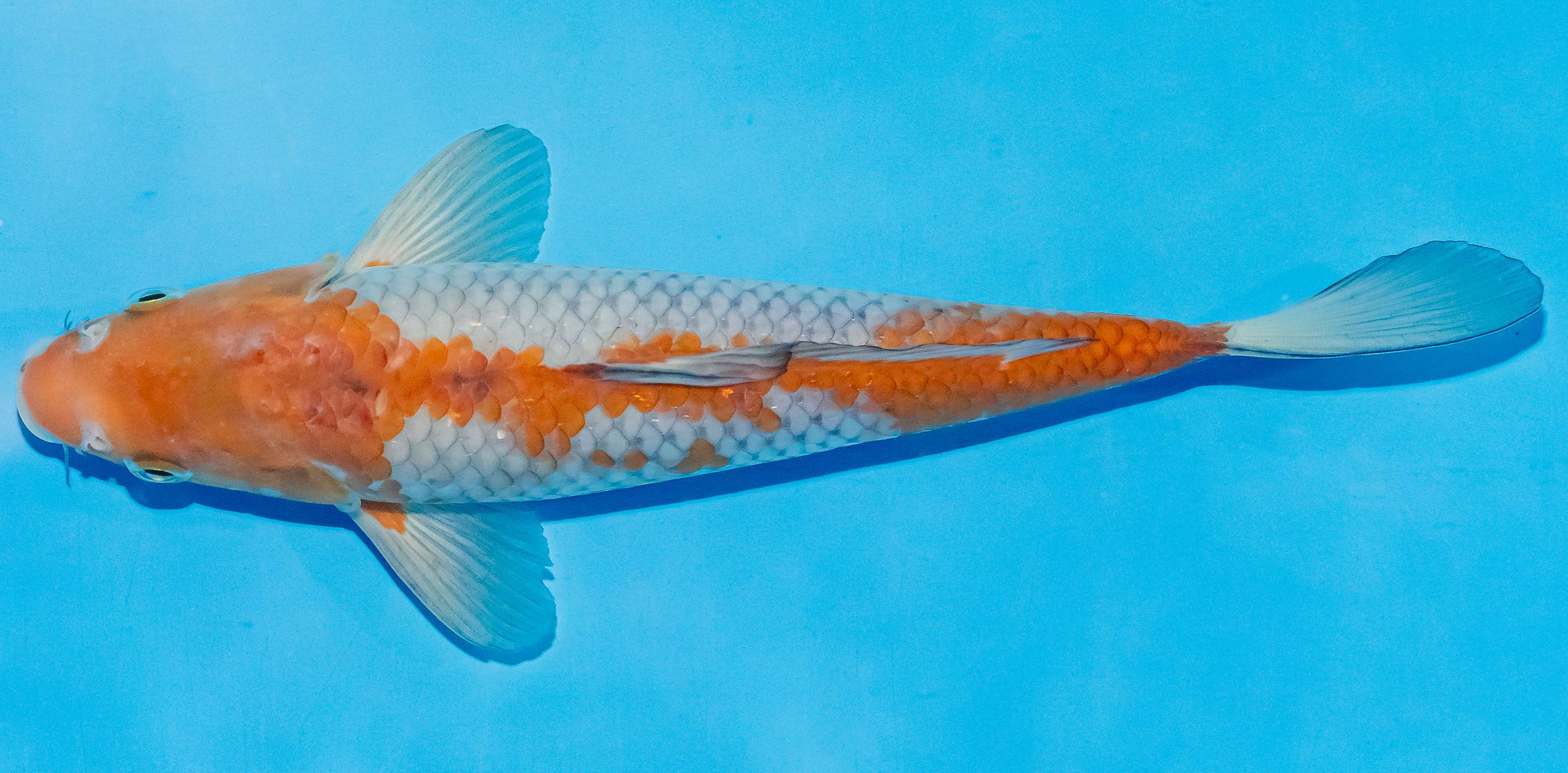 Koi 25-30cm Nr. 4242