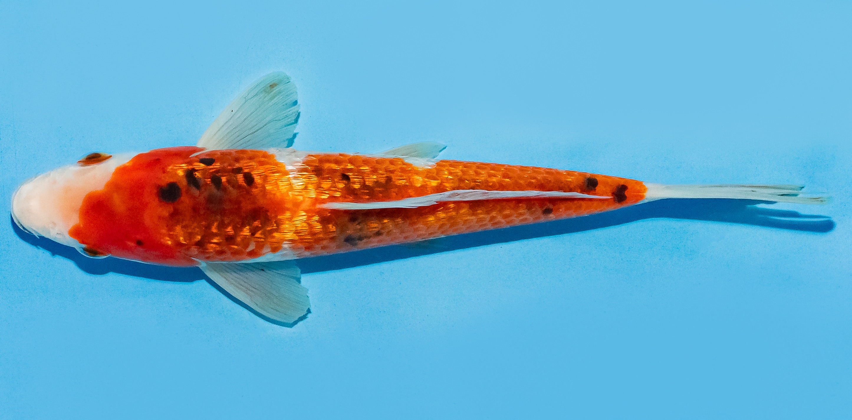 Koi 20-25cm Nr. 8414