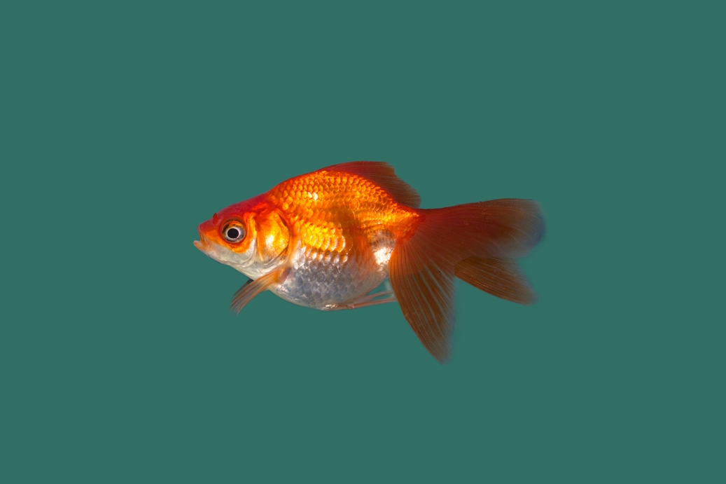 Schleierschwanz Rot