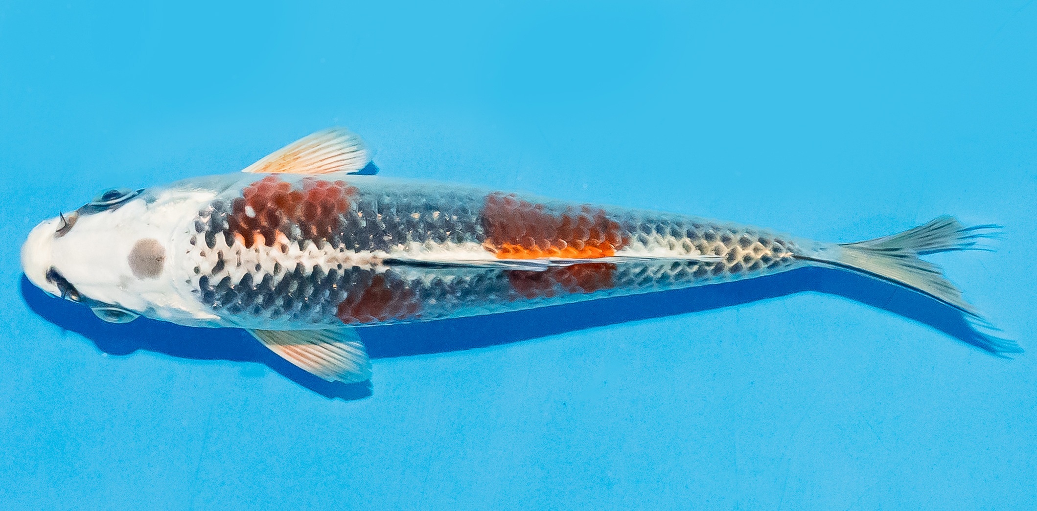 Koi 14-17cm Nr. 8011