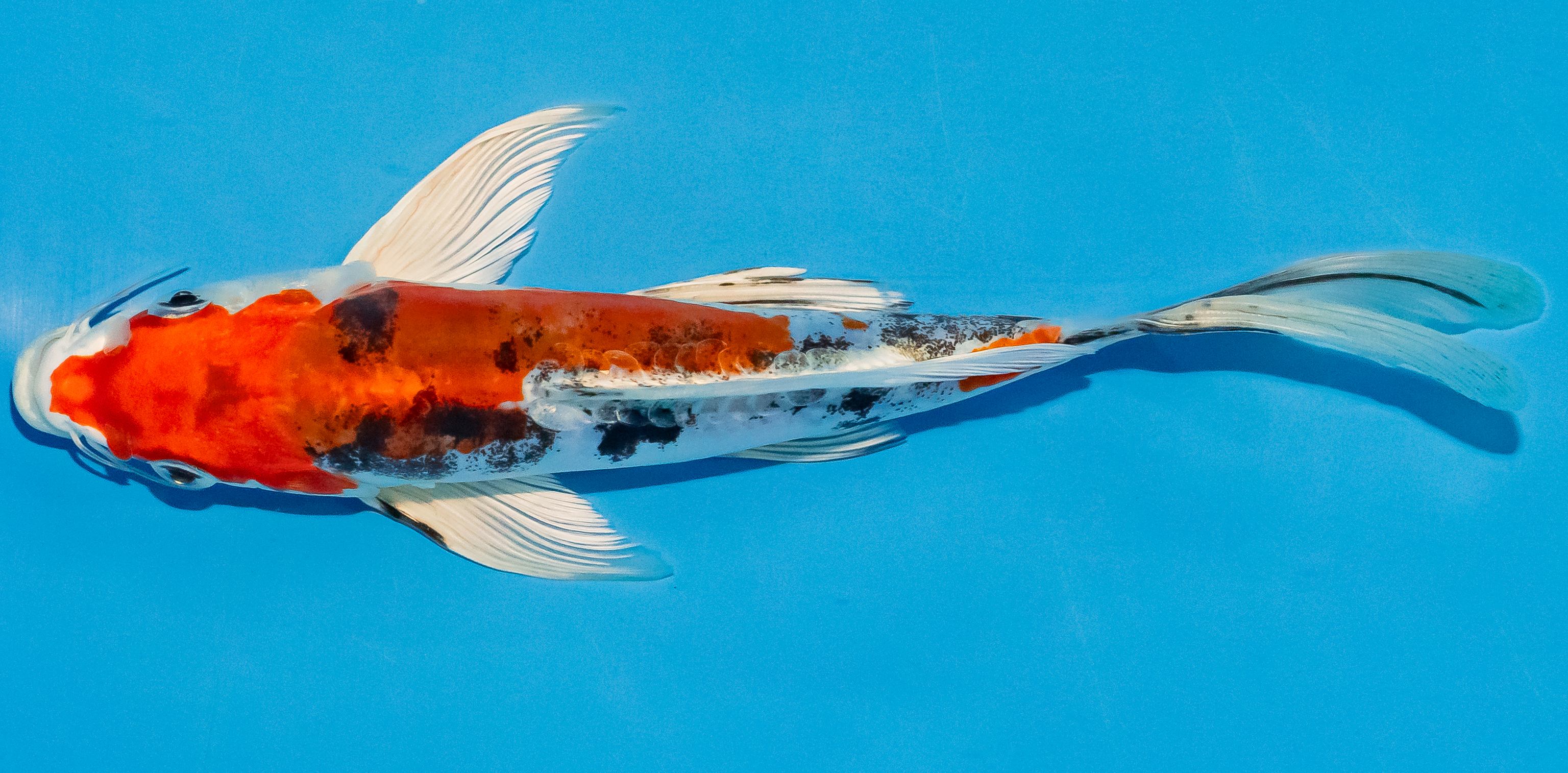 Butterfly Koi 20-25cm Nr. 3419