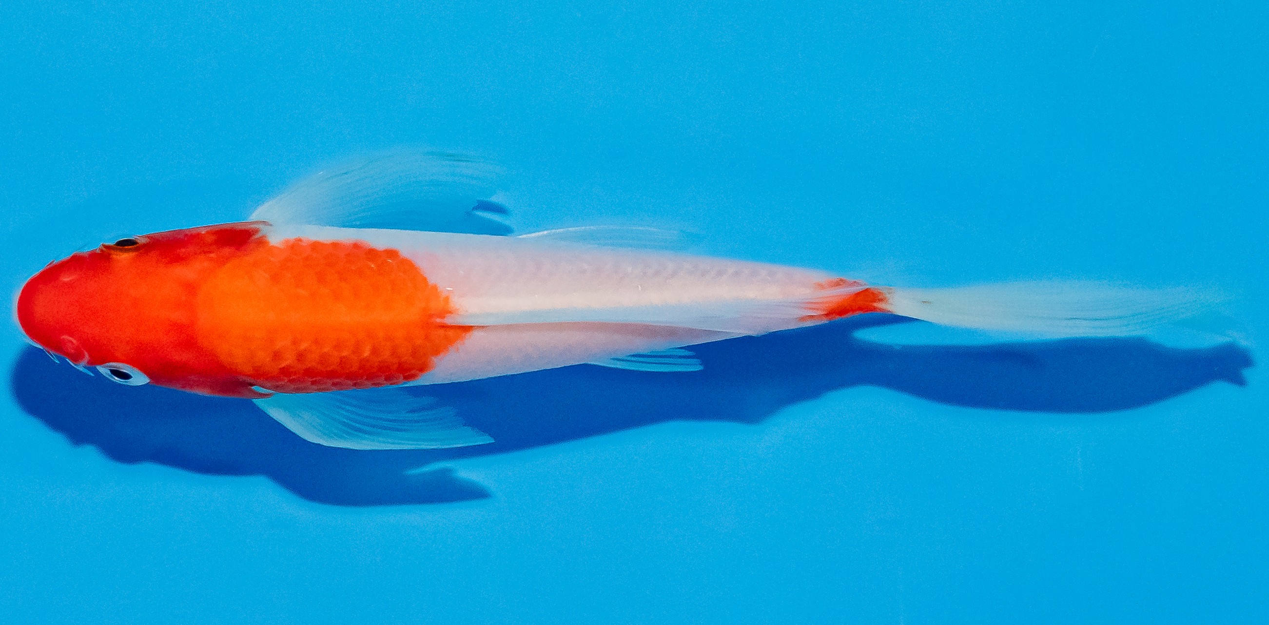 Butterfly Koi 14-17cm Nr. 2535