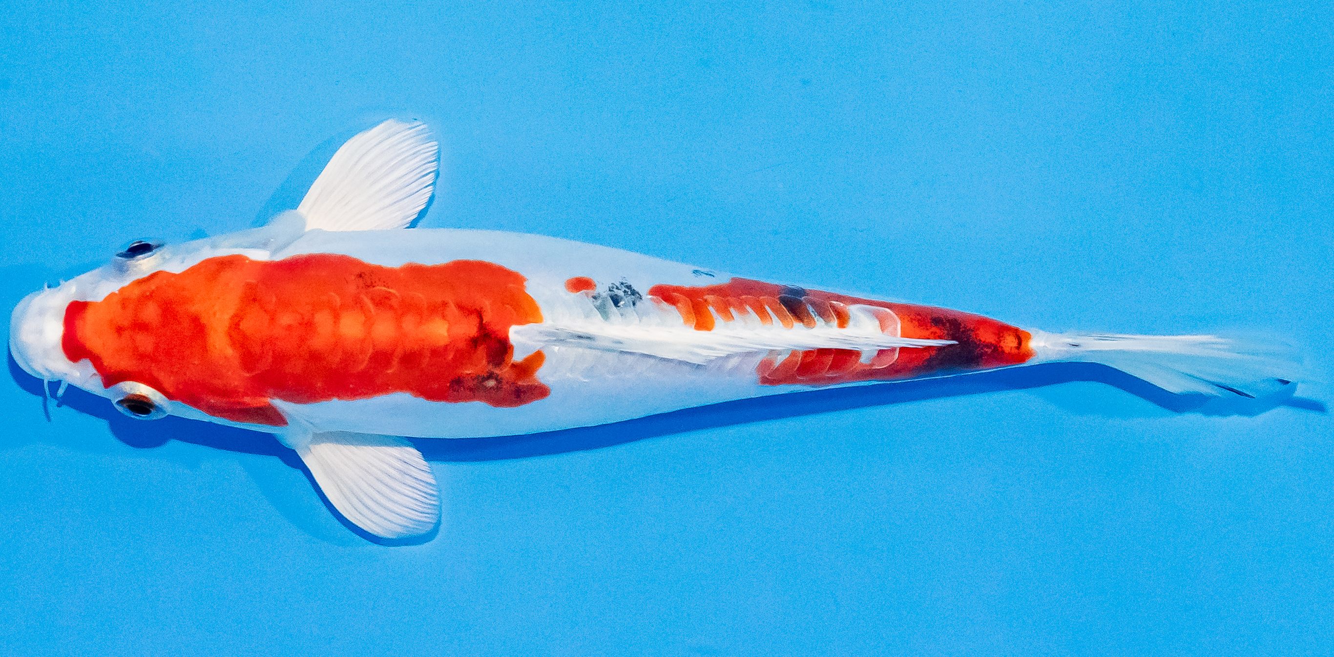 Koi 20-25cm Nr. 1816