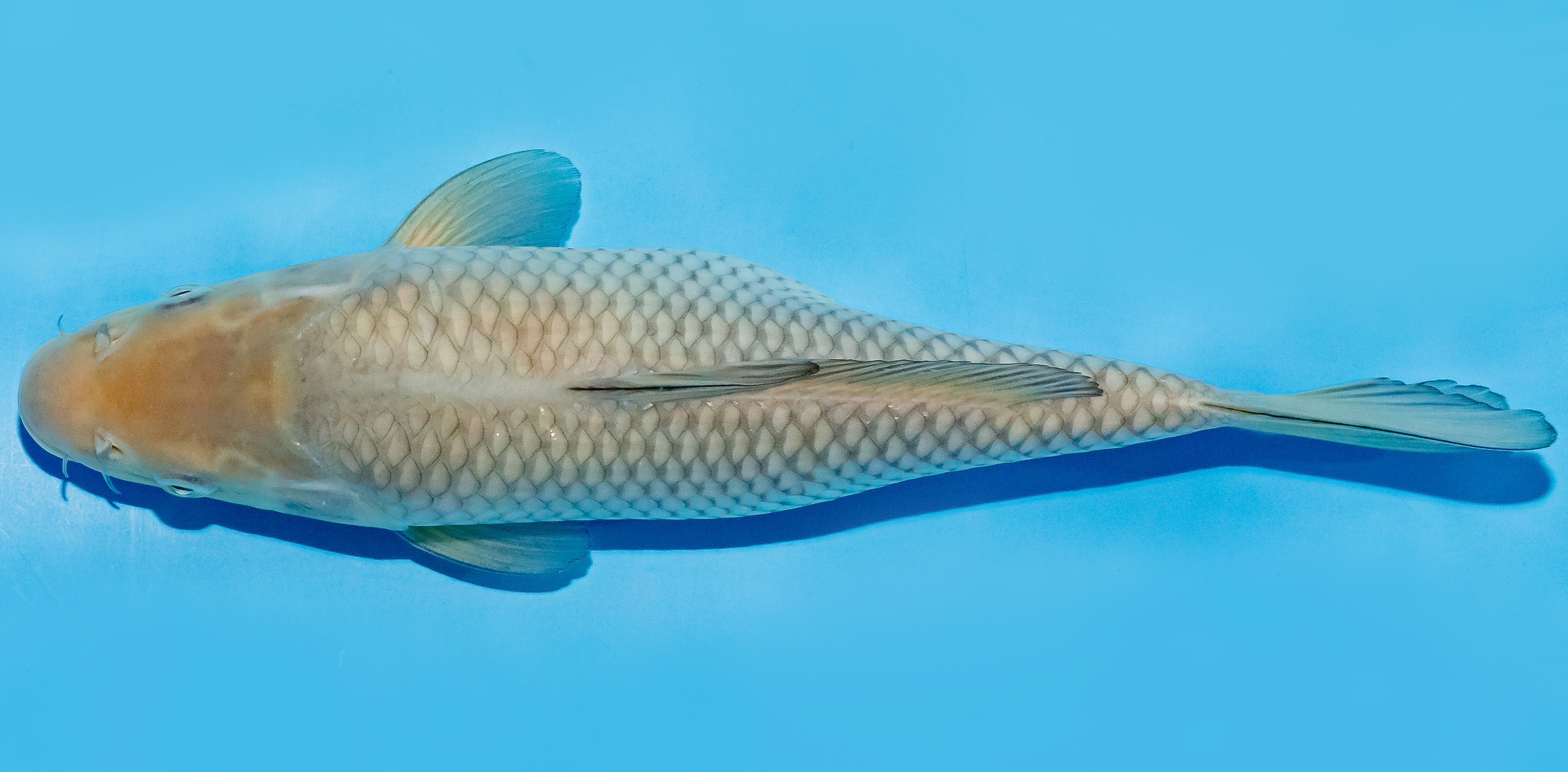 Koi 25-30cm Nr. 8310