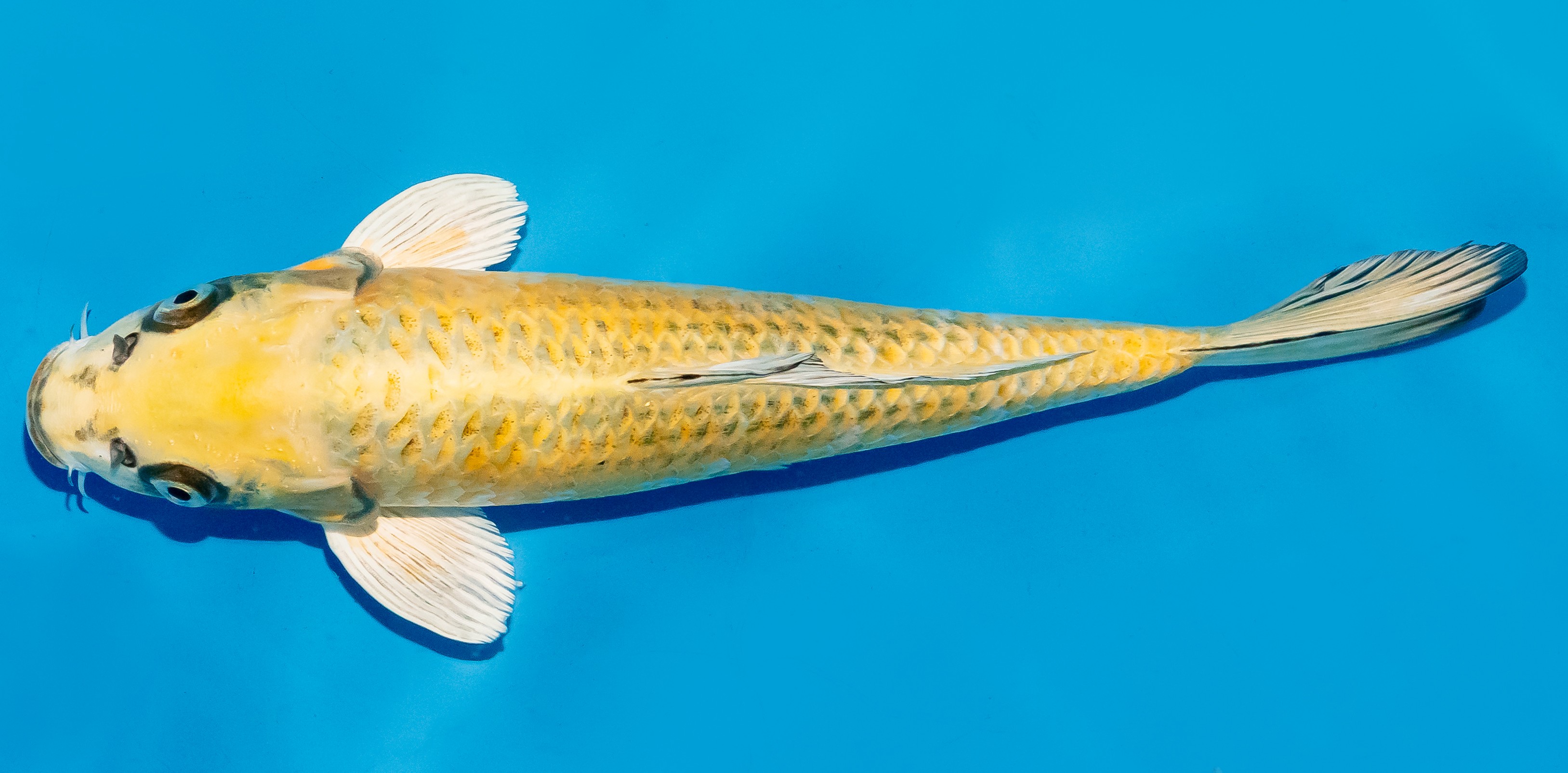 Koi 25-30cm Nr. 7907