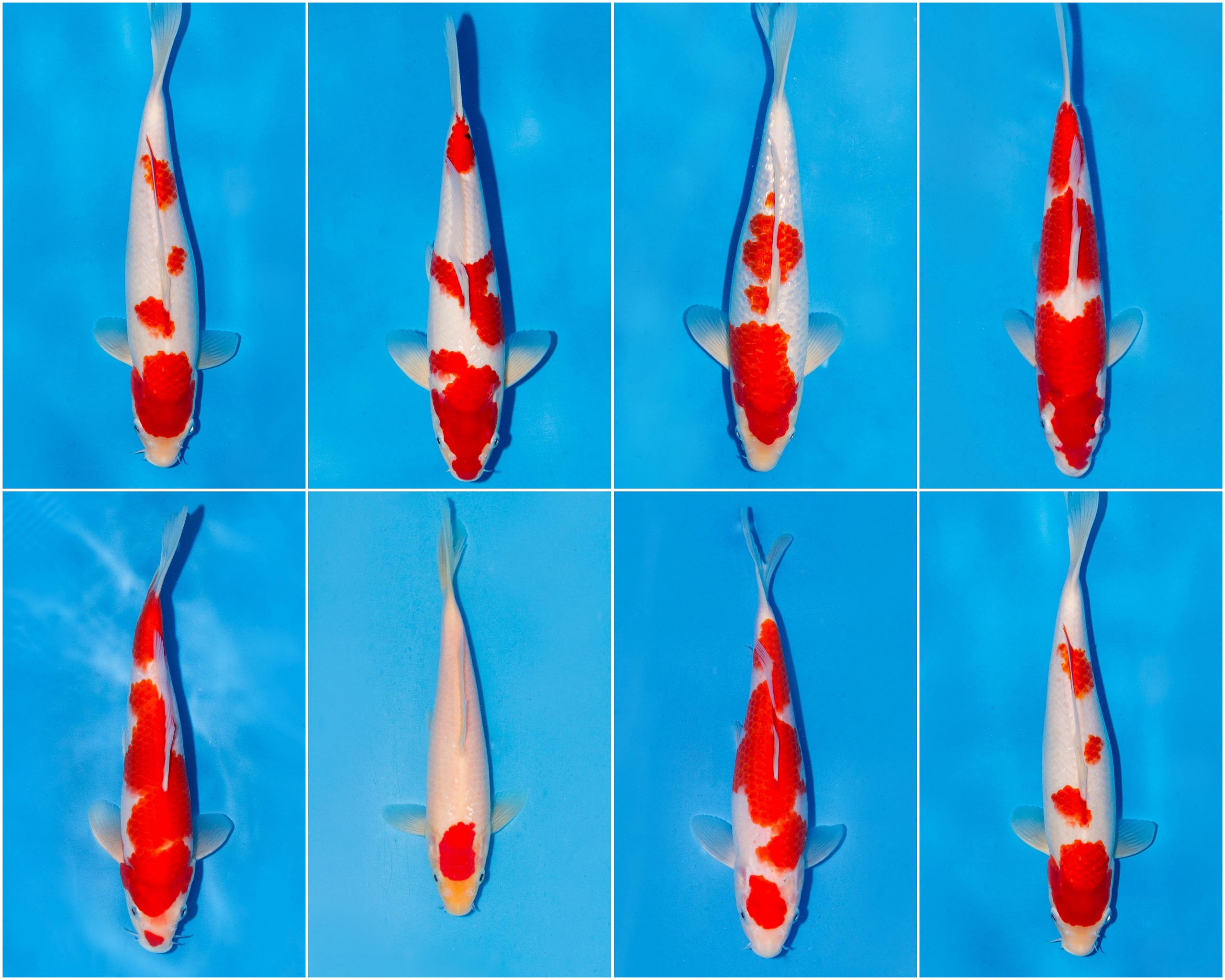 5x Koi Kohaku "frachtfrei"
