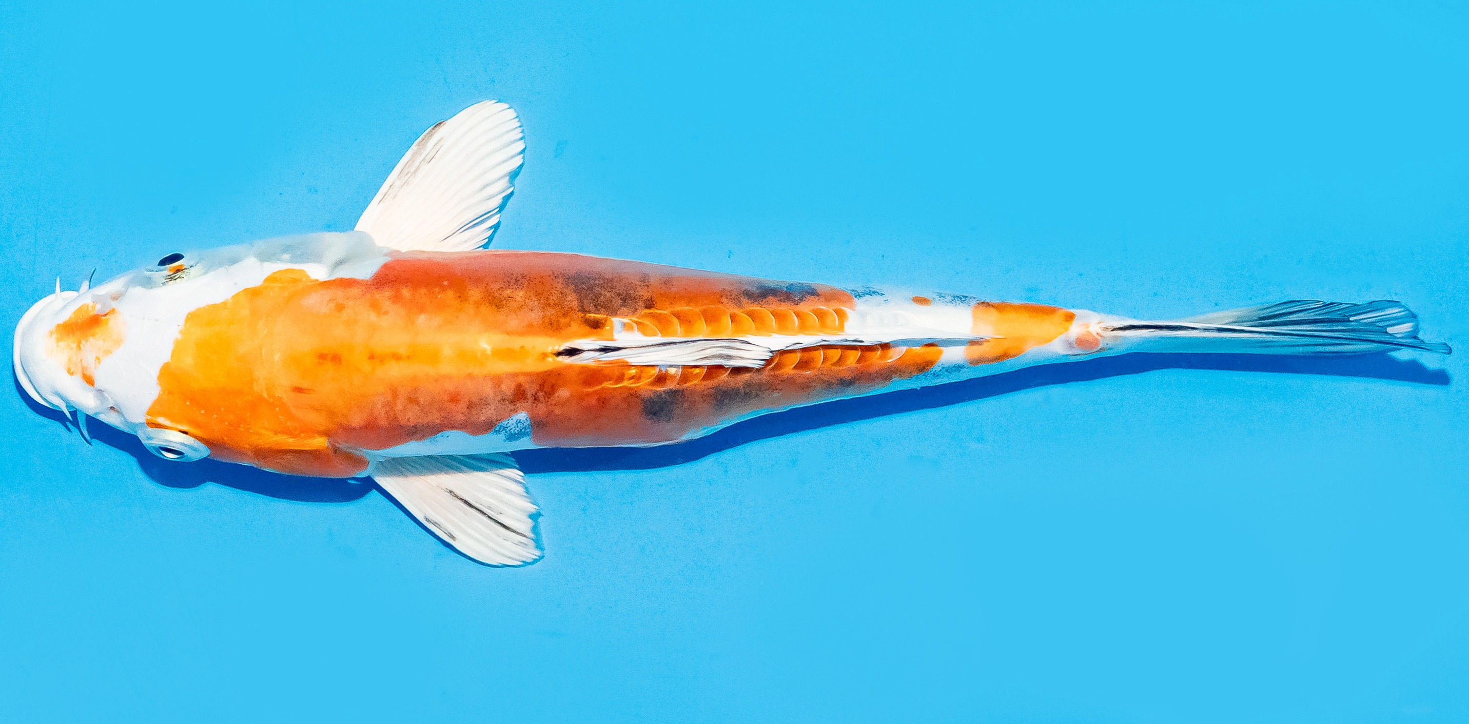 Koi 17-20cm Nr. 6570