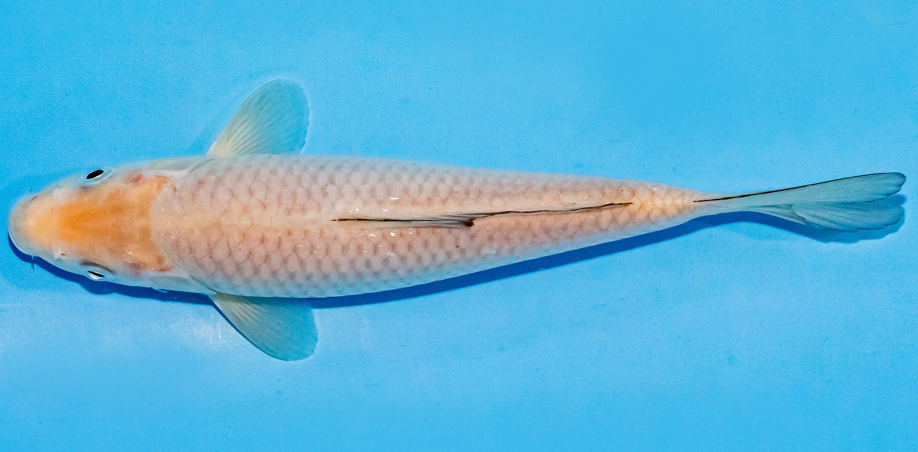 Koi 17-20cm Nr. 2028