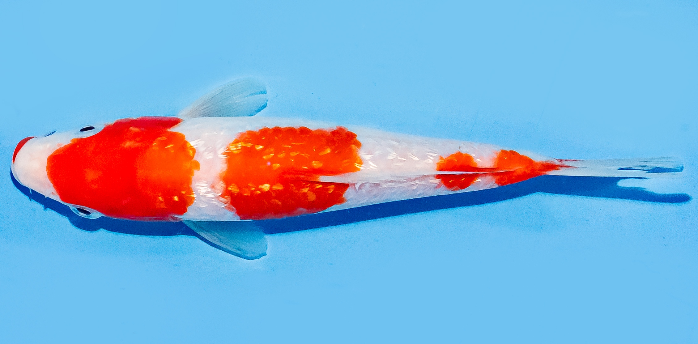 Koi 17-20cm Nr. 8806