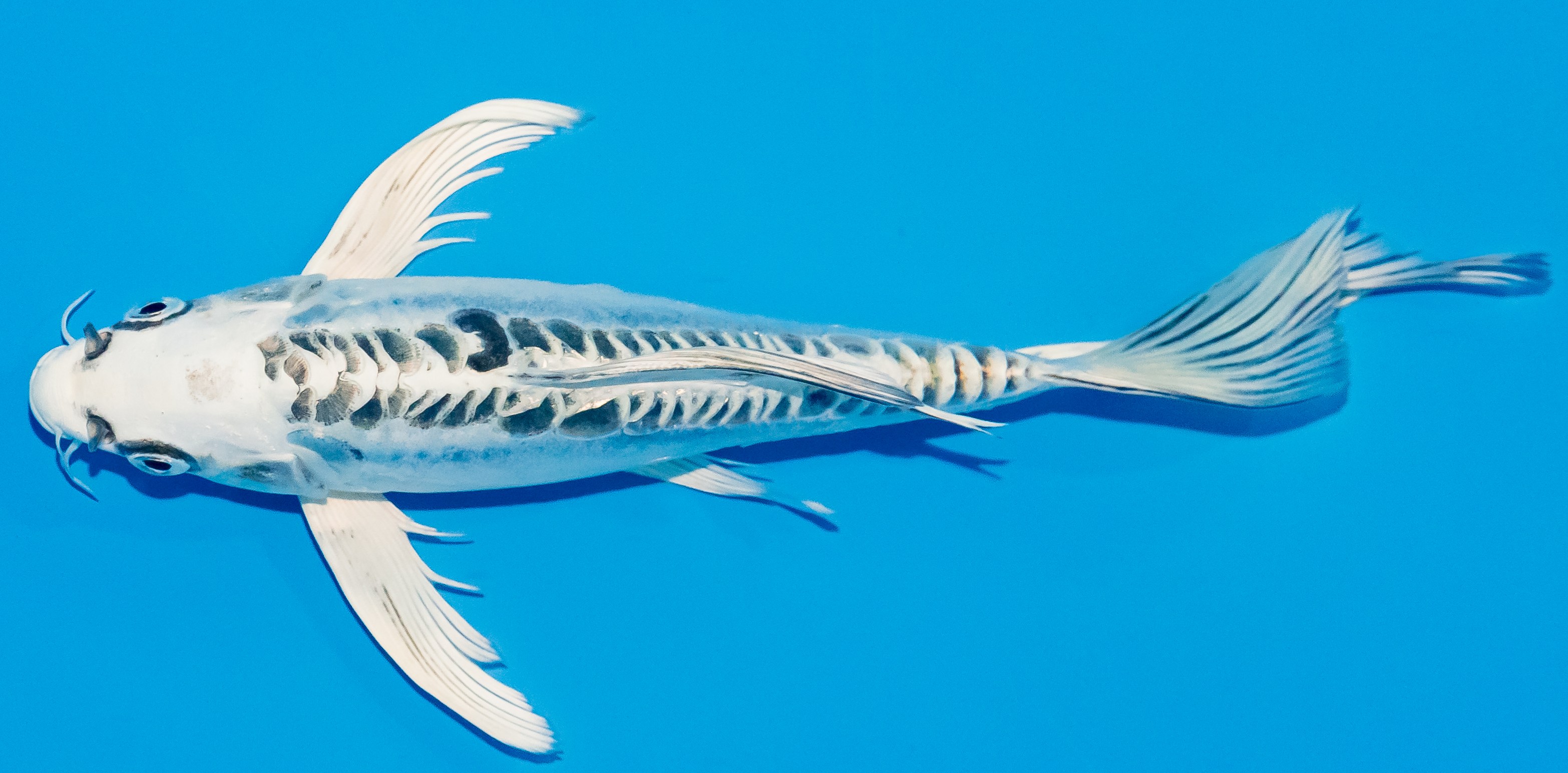 Butterfly Koi 20-25cm Nr. 3414