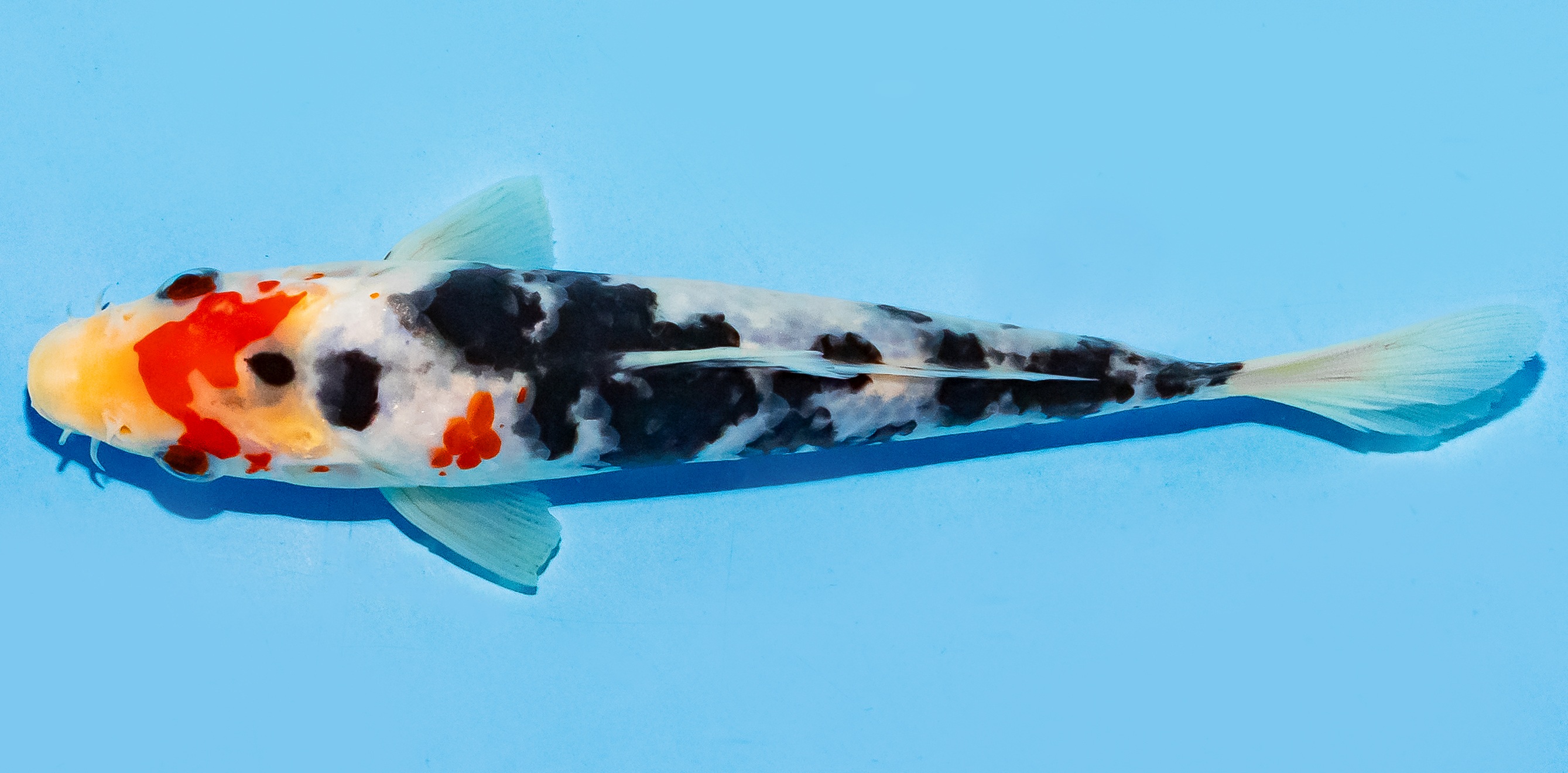 Koi 17-20cm Nr. 6588