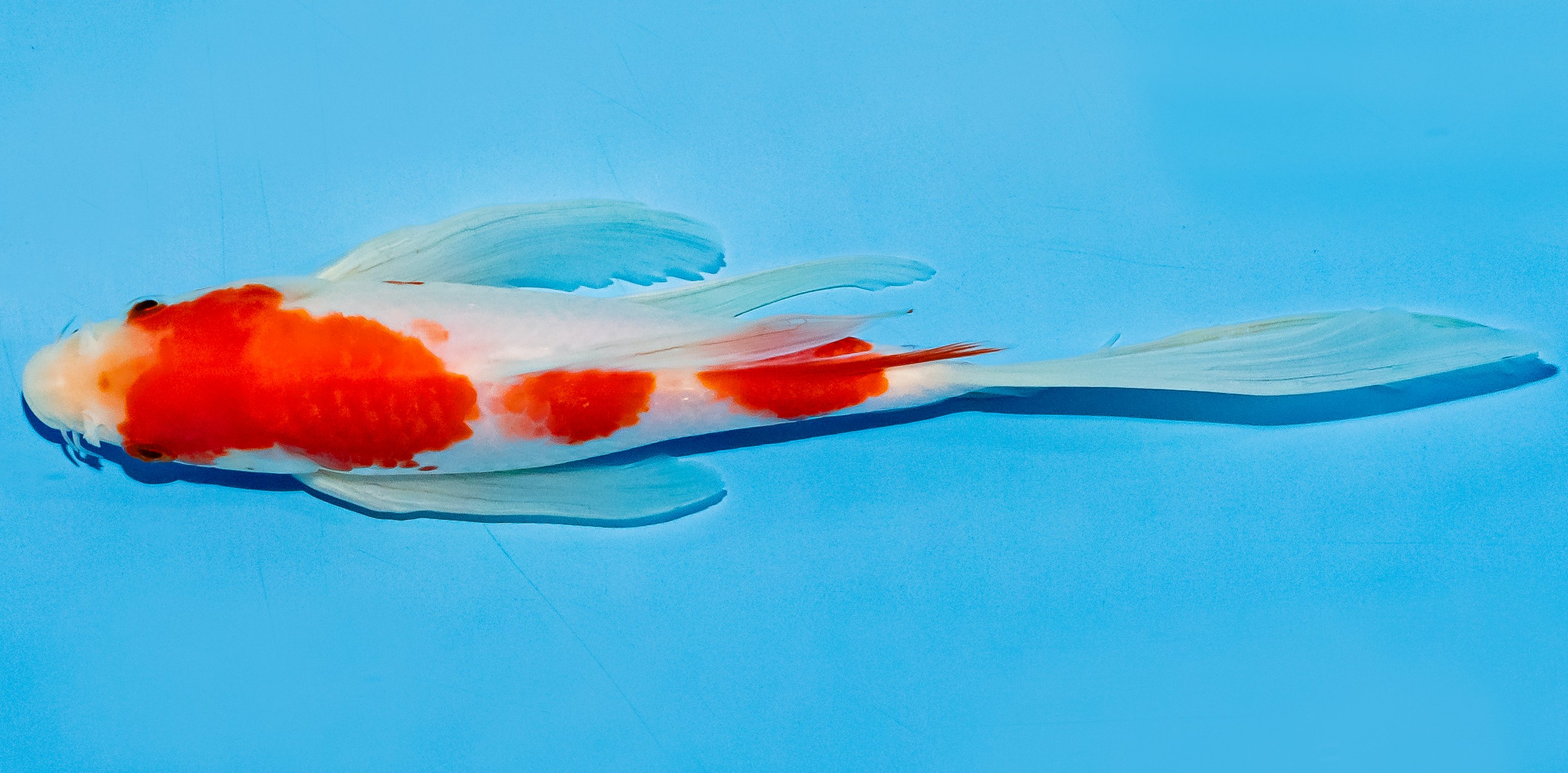 Butterfly Koi 20-25cm Nr. 8528