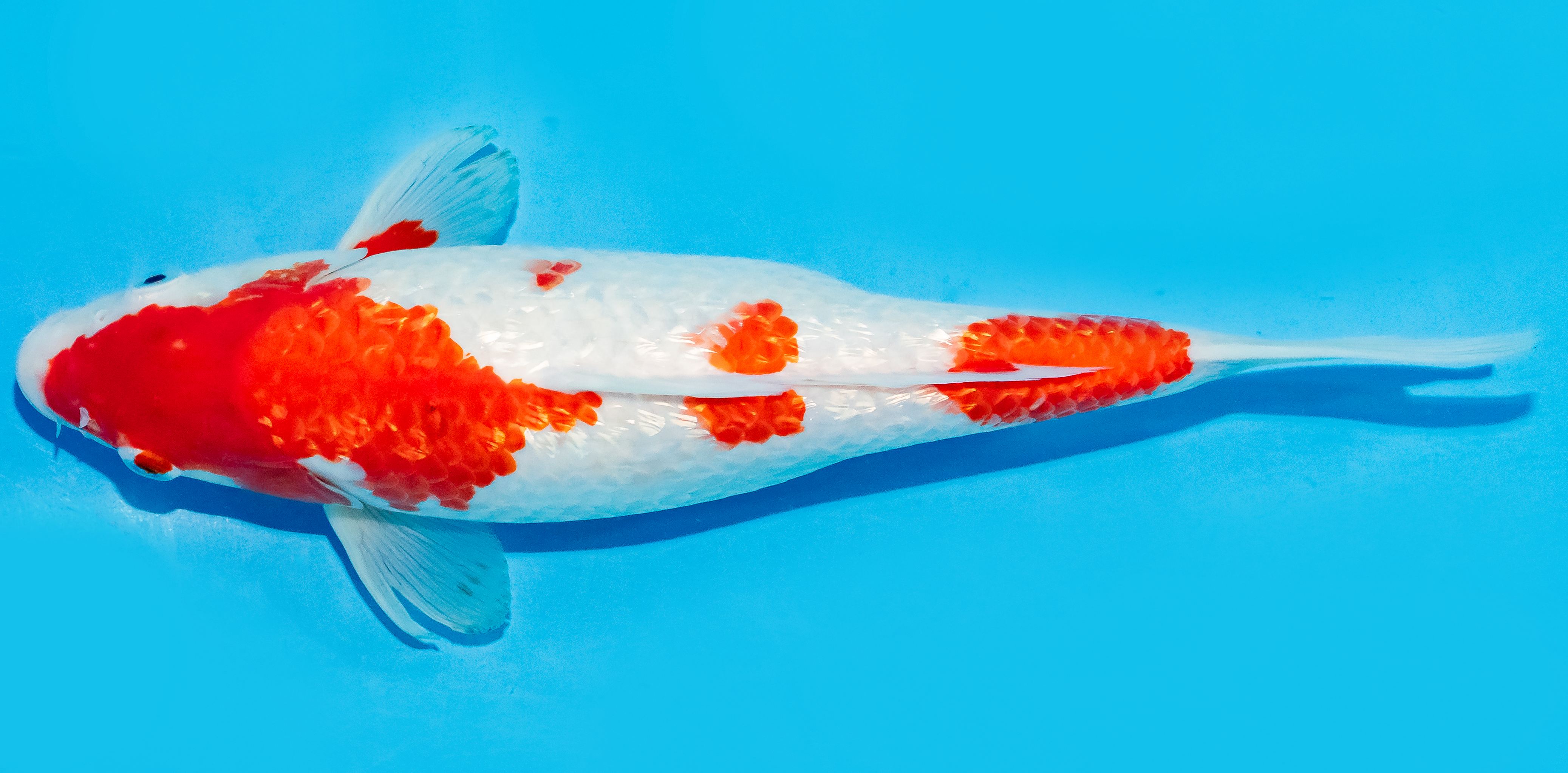 Koi 30-35cm Nr. 7637