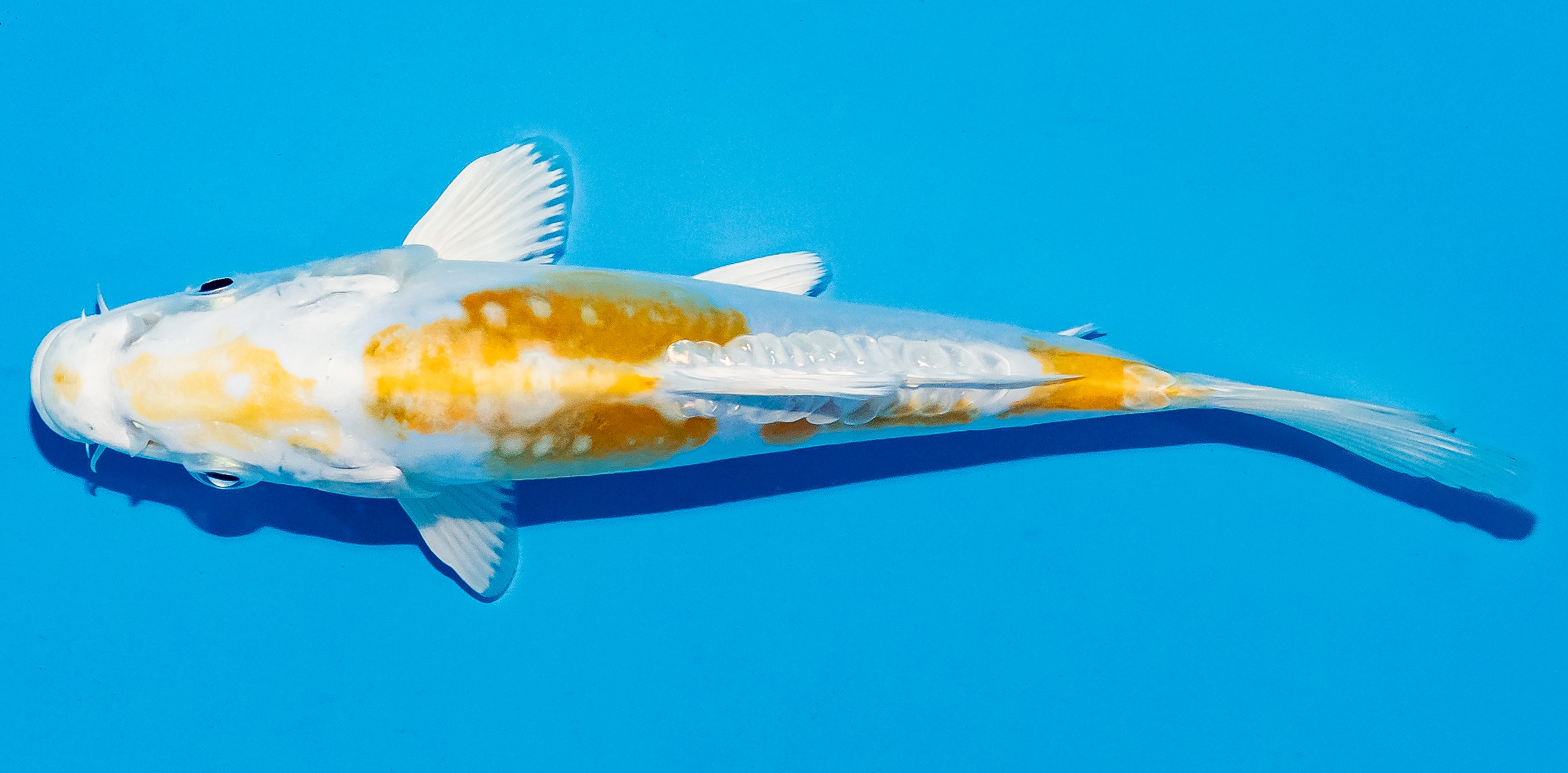 Koi 14-17cm Nr. 4722