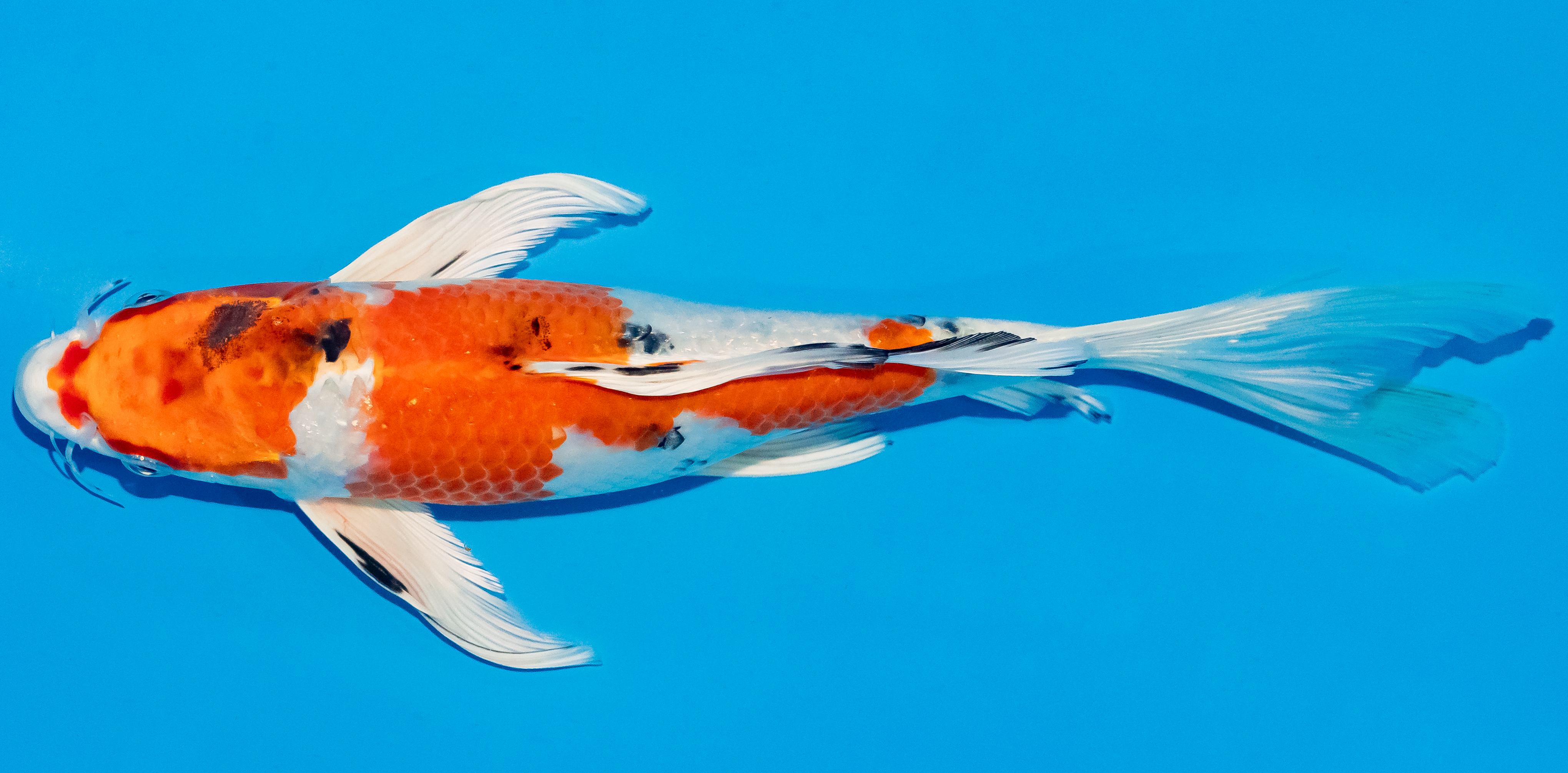 Butterfly Koi 25-30cm Nr. 2323