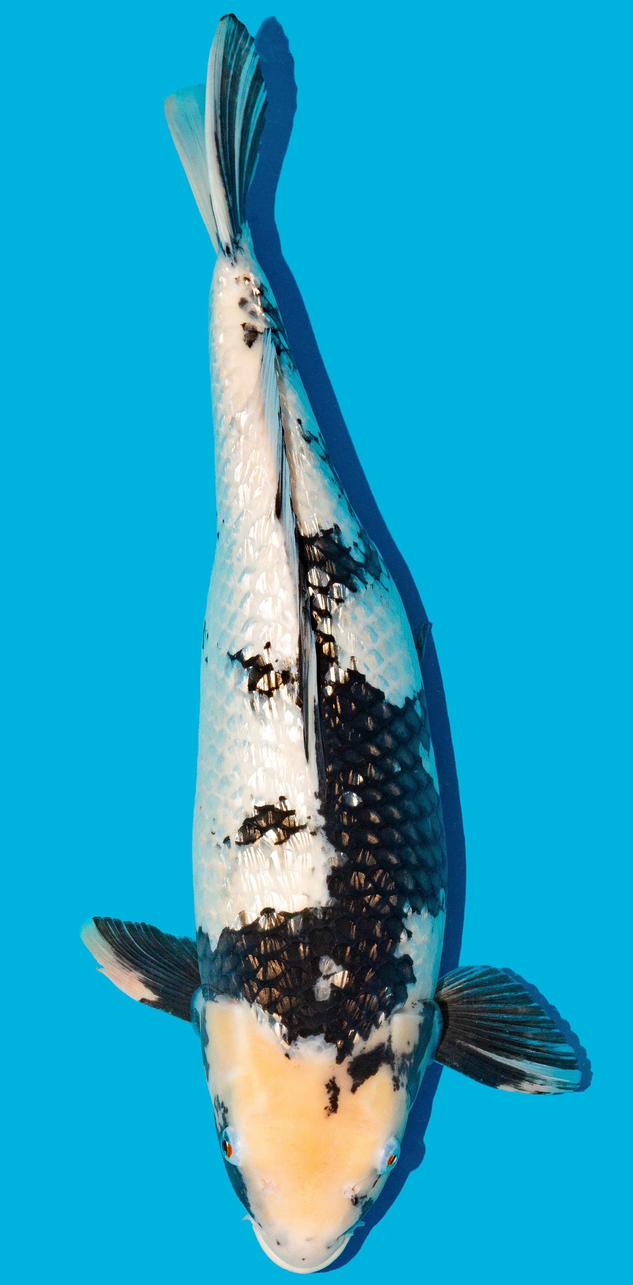 GinRin Shiro Utsuri 52-56cm Nr. 4805