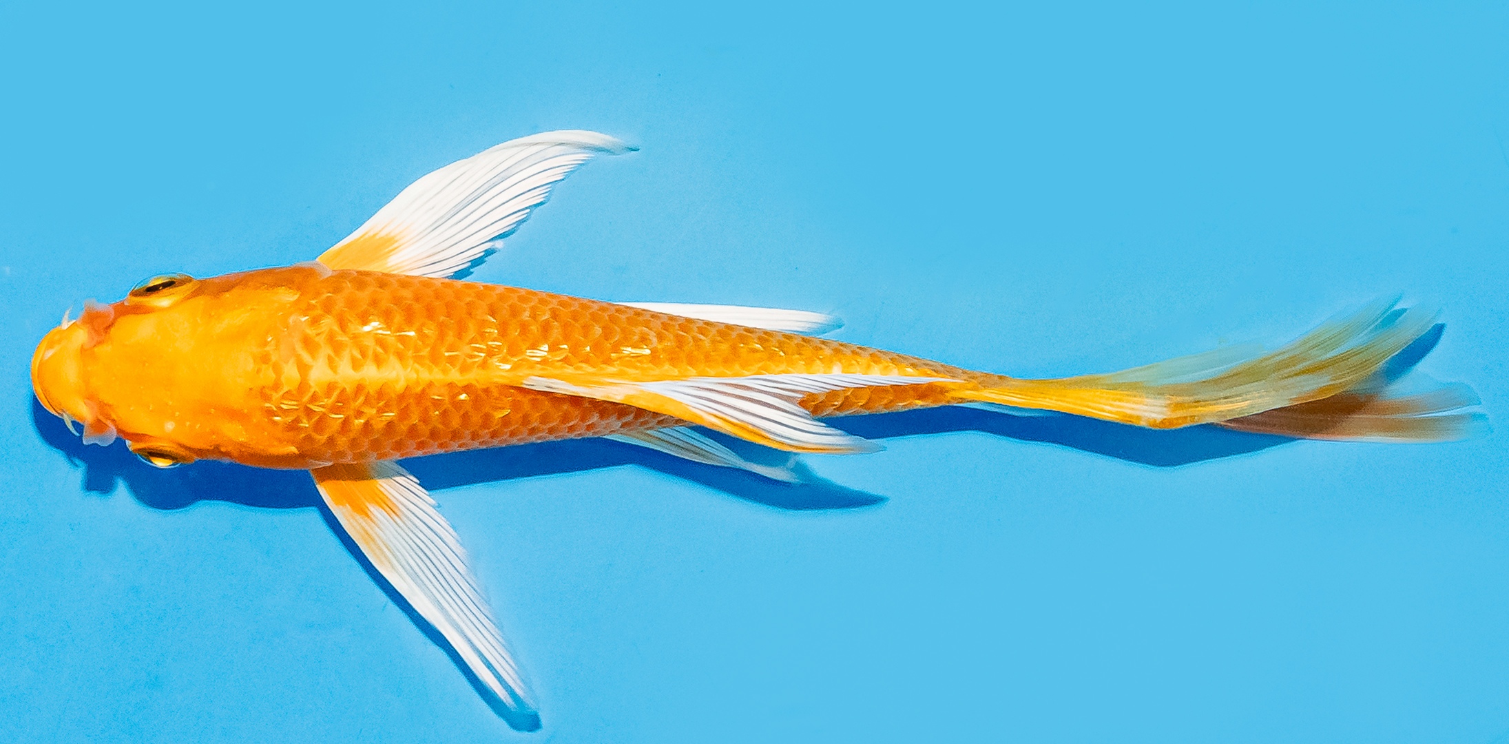 Butterfly Koi 14-17cm Nr. 8224