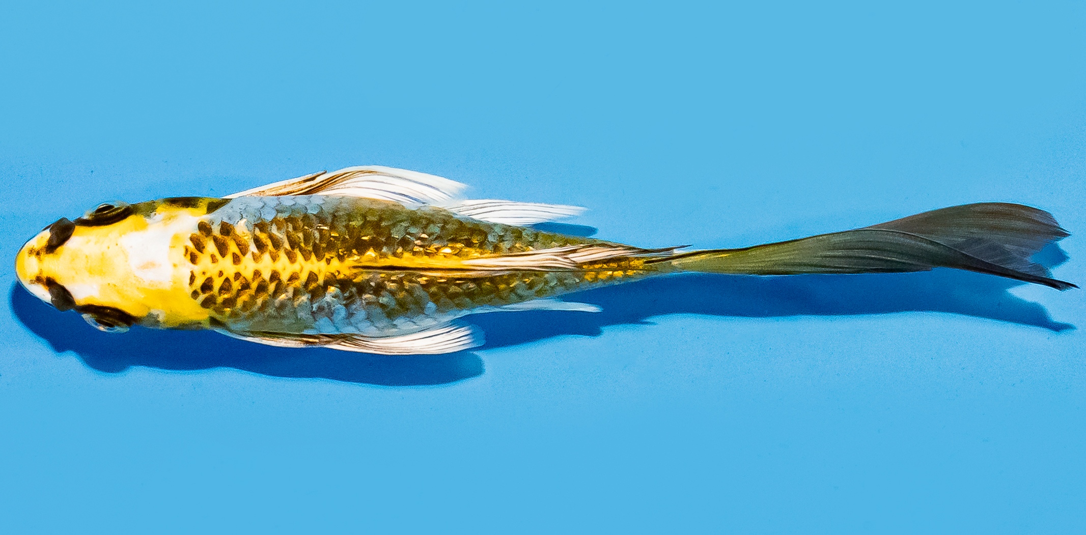Butterfly Koi 14-17cm Nr. 7455