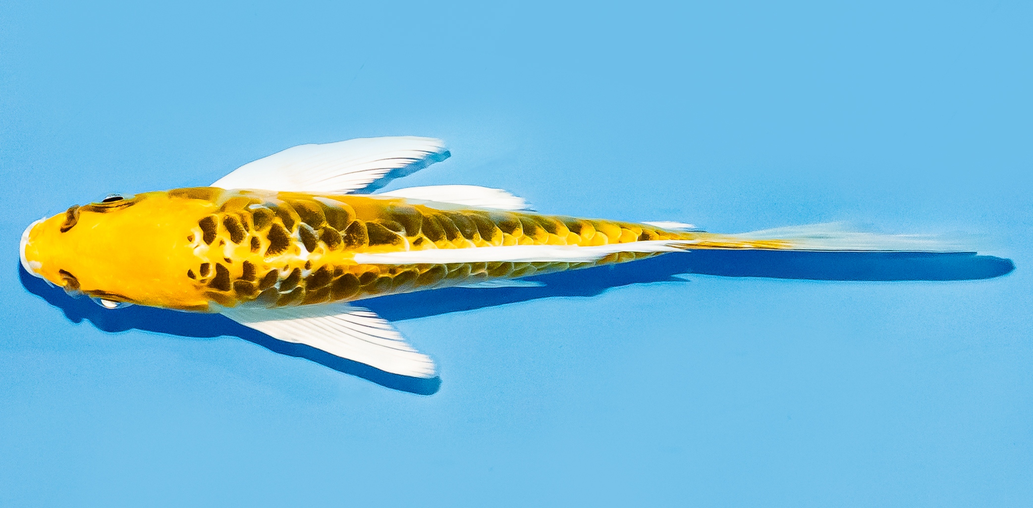 Butterfly Koi 14-17cm Nr. 8233