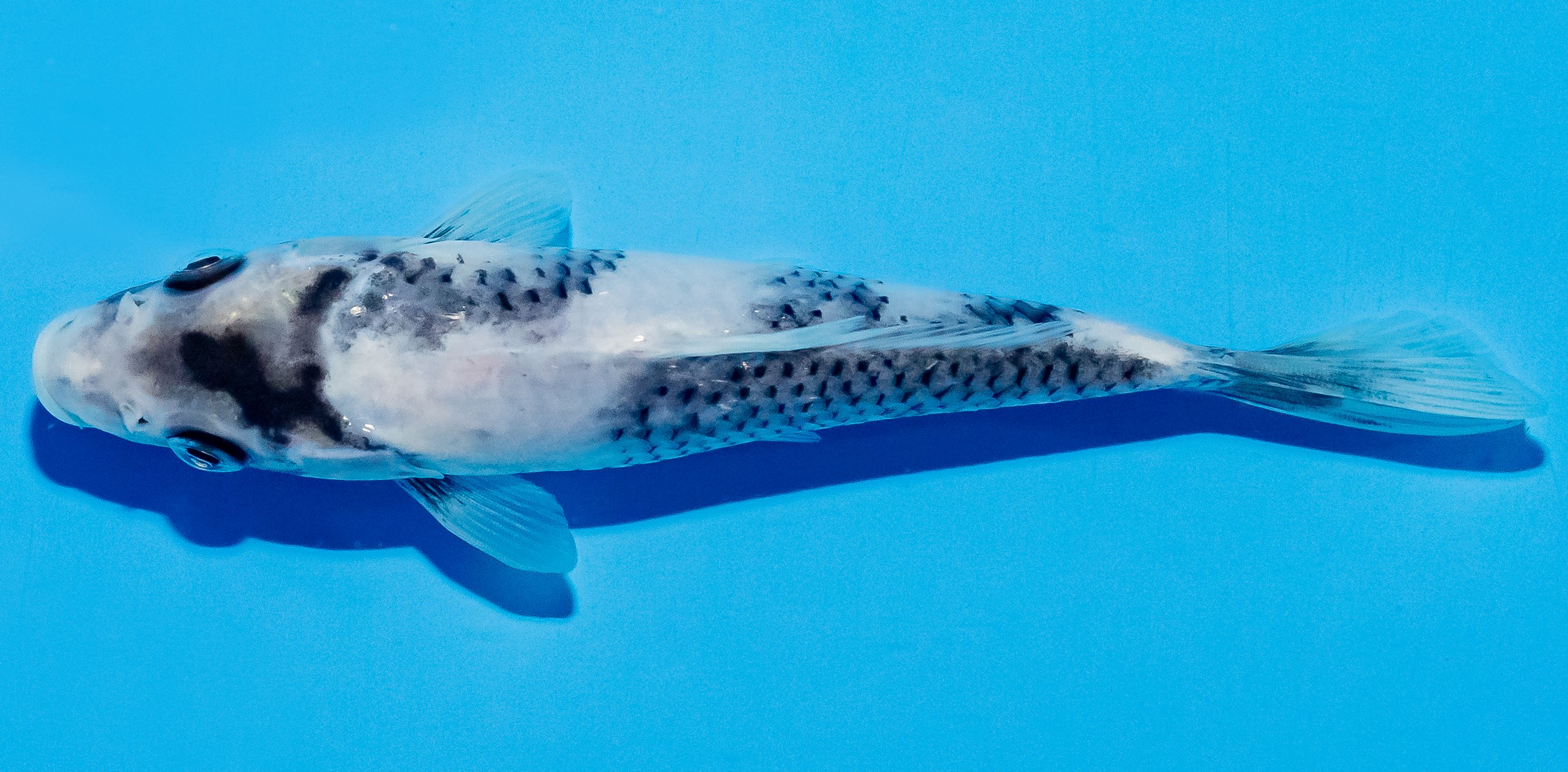 Koi 14-17cm Nr. 4706