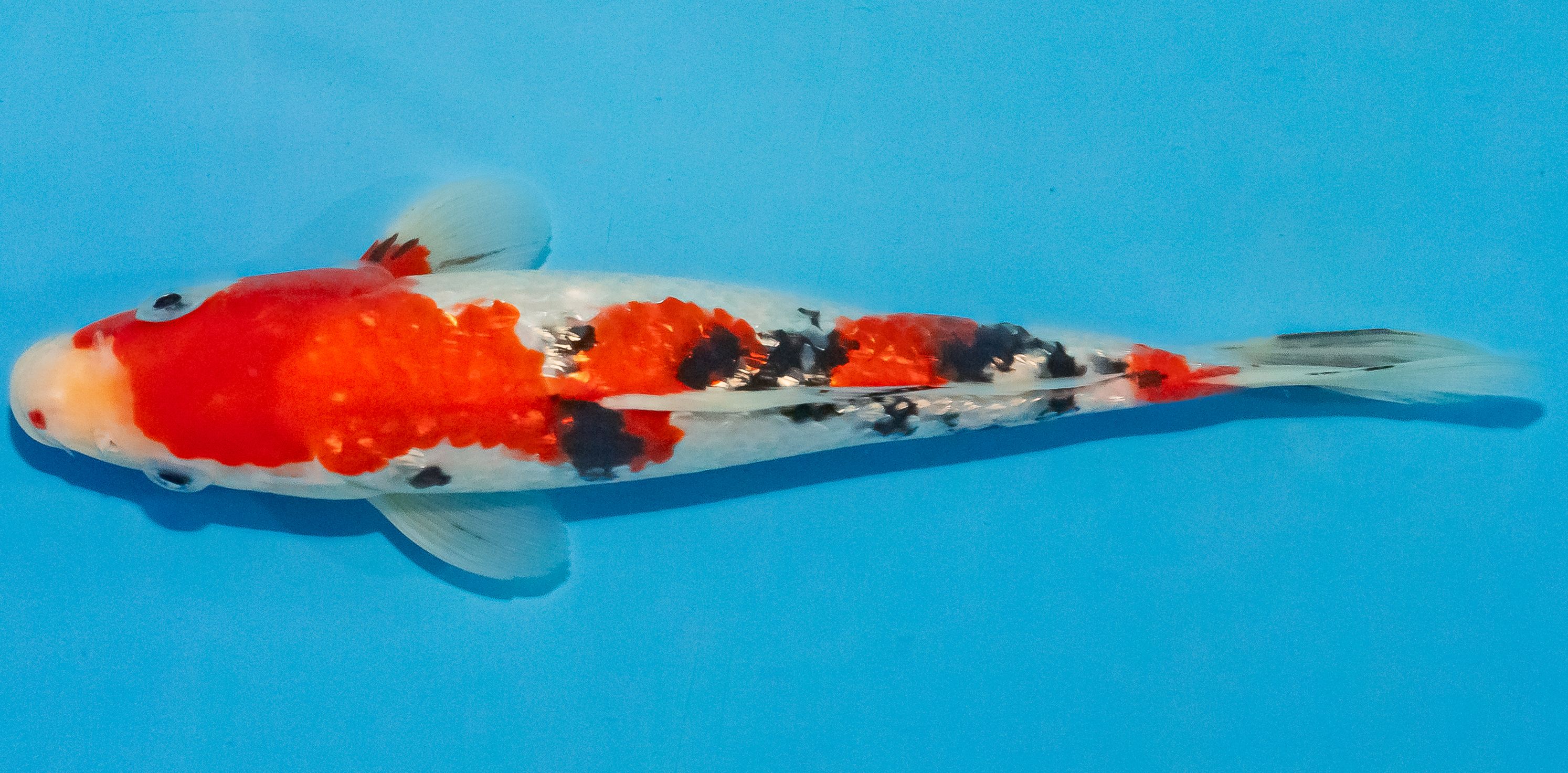 Koi 25-30cm Nr. 1533