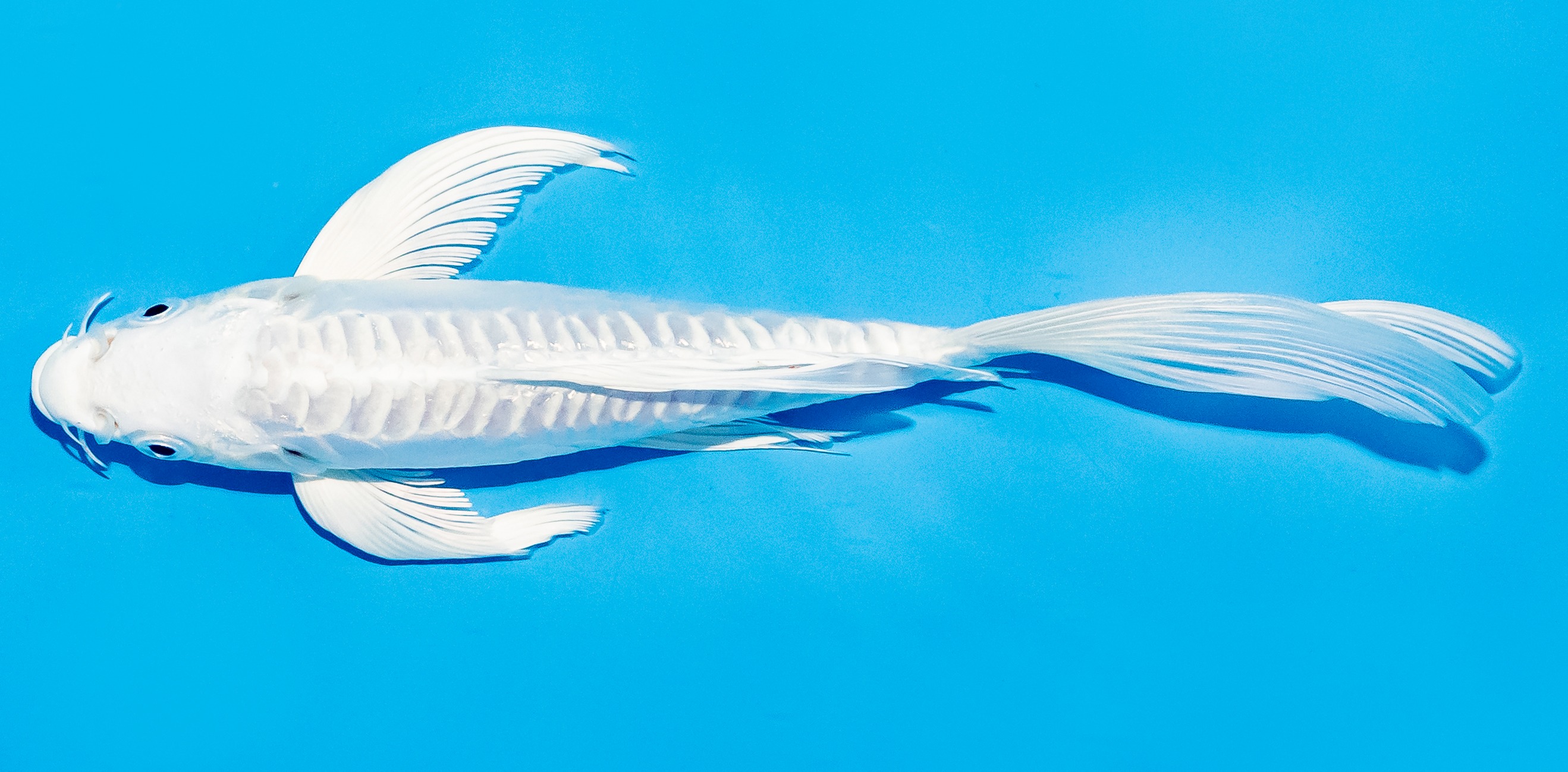 Butterfly Koi 20-25cm Nr. 5419