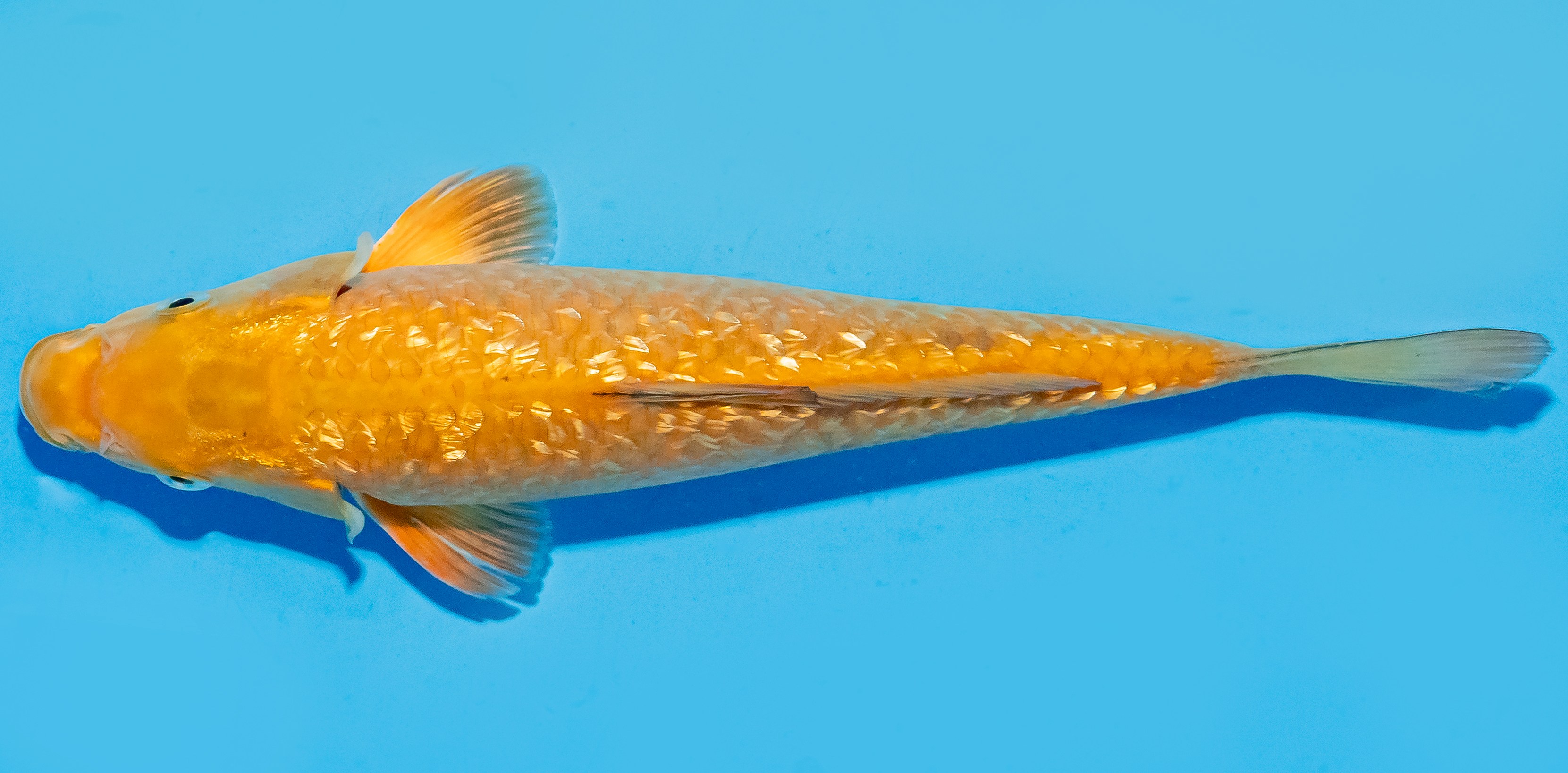 Koi 20-25cm Nr. 6674