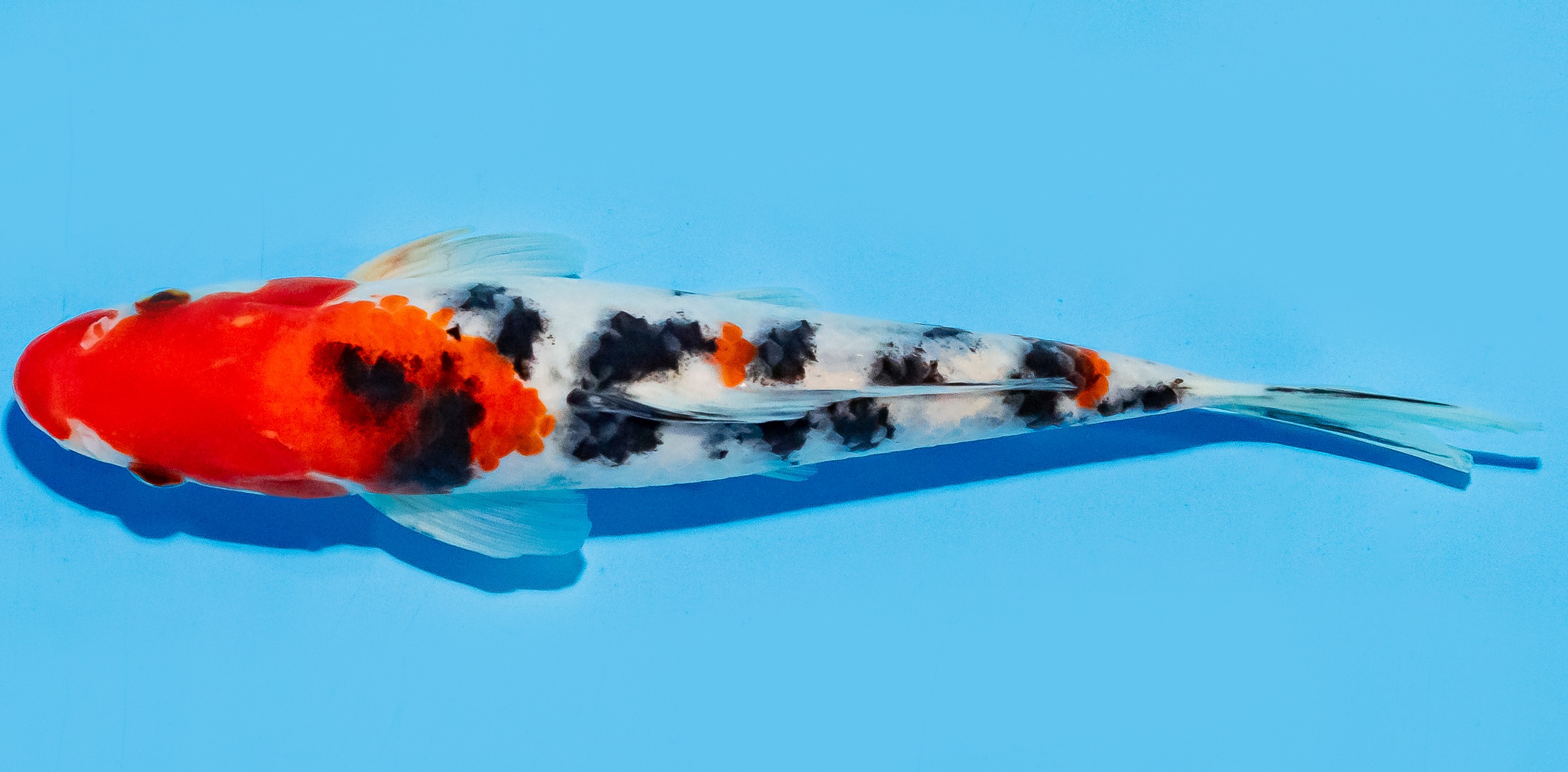 Koi 20-25cm Nr. 7551