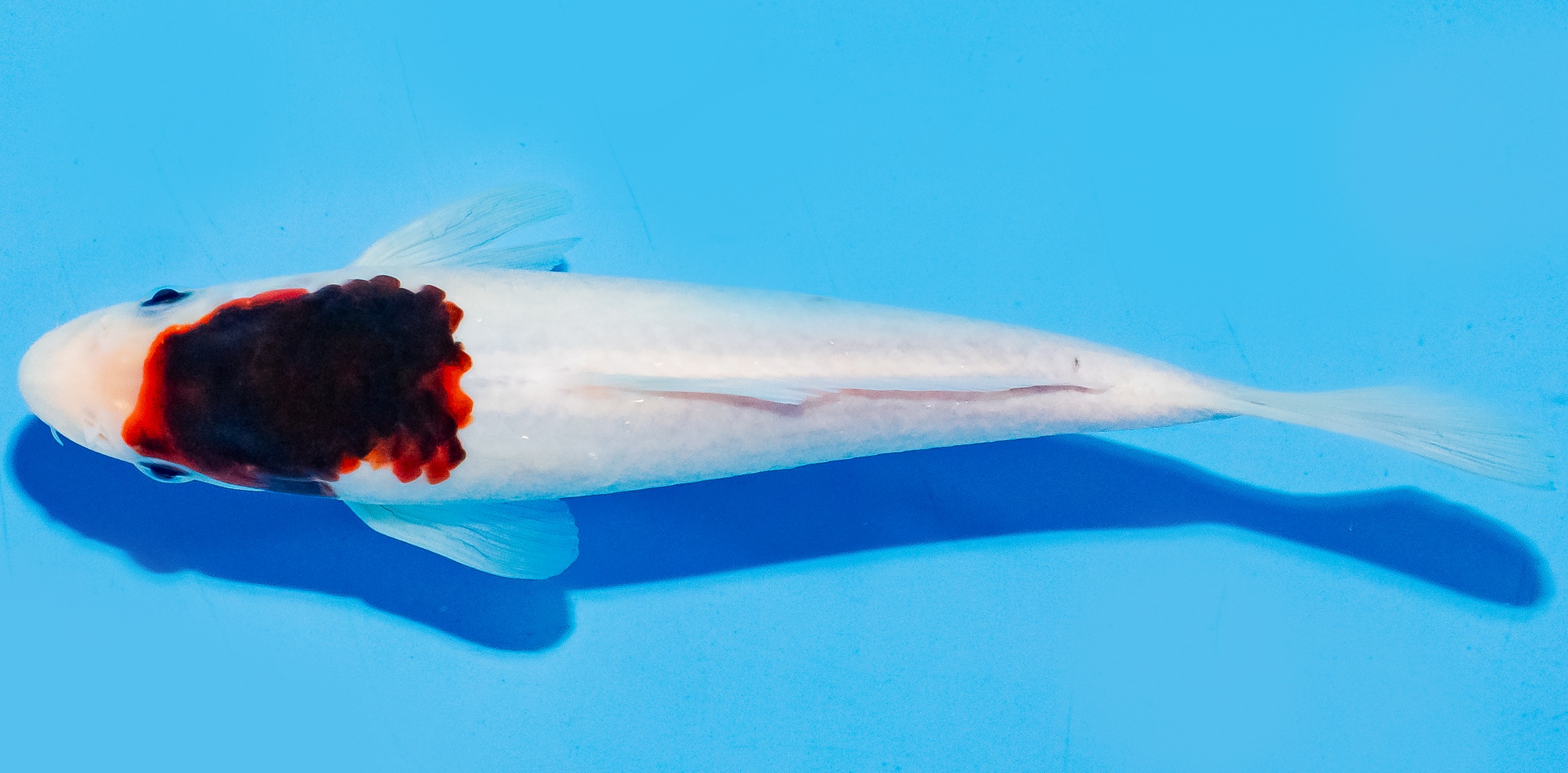 Koi 17-20cm Nr. 6576