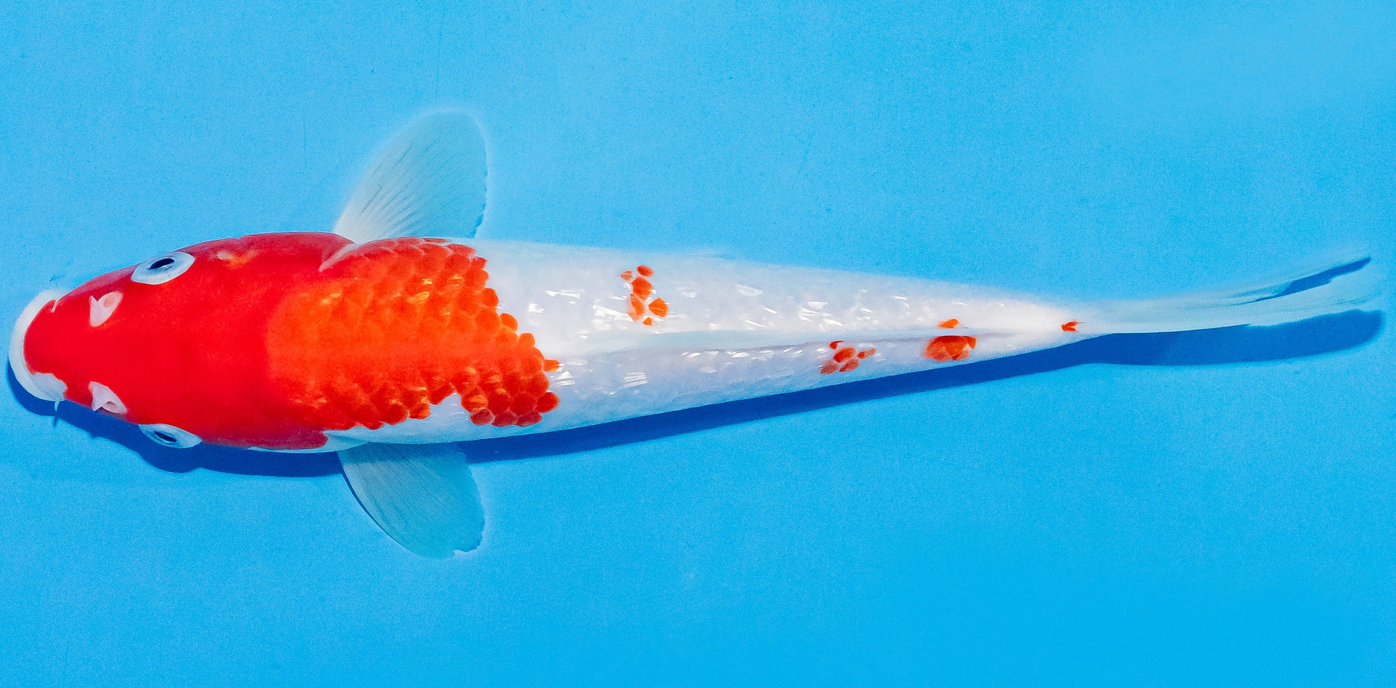 Koi 20-25cm Nr. 1807