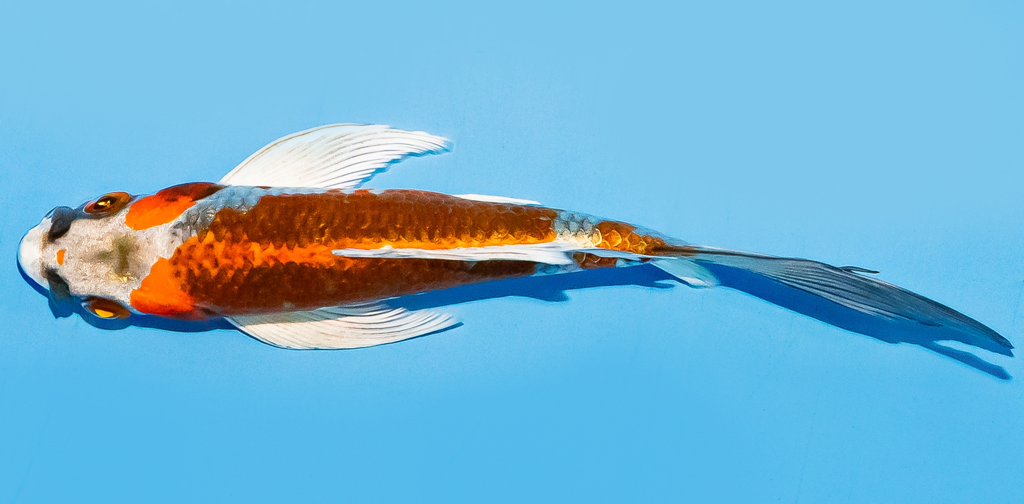 Butterfly Koi 14-17cm Nr. 8232