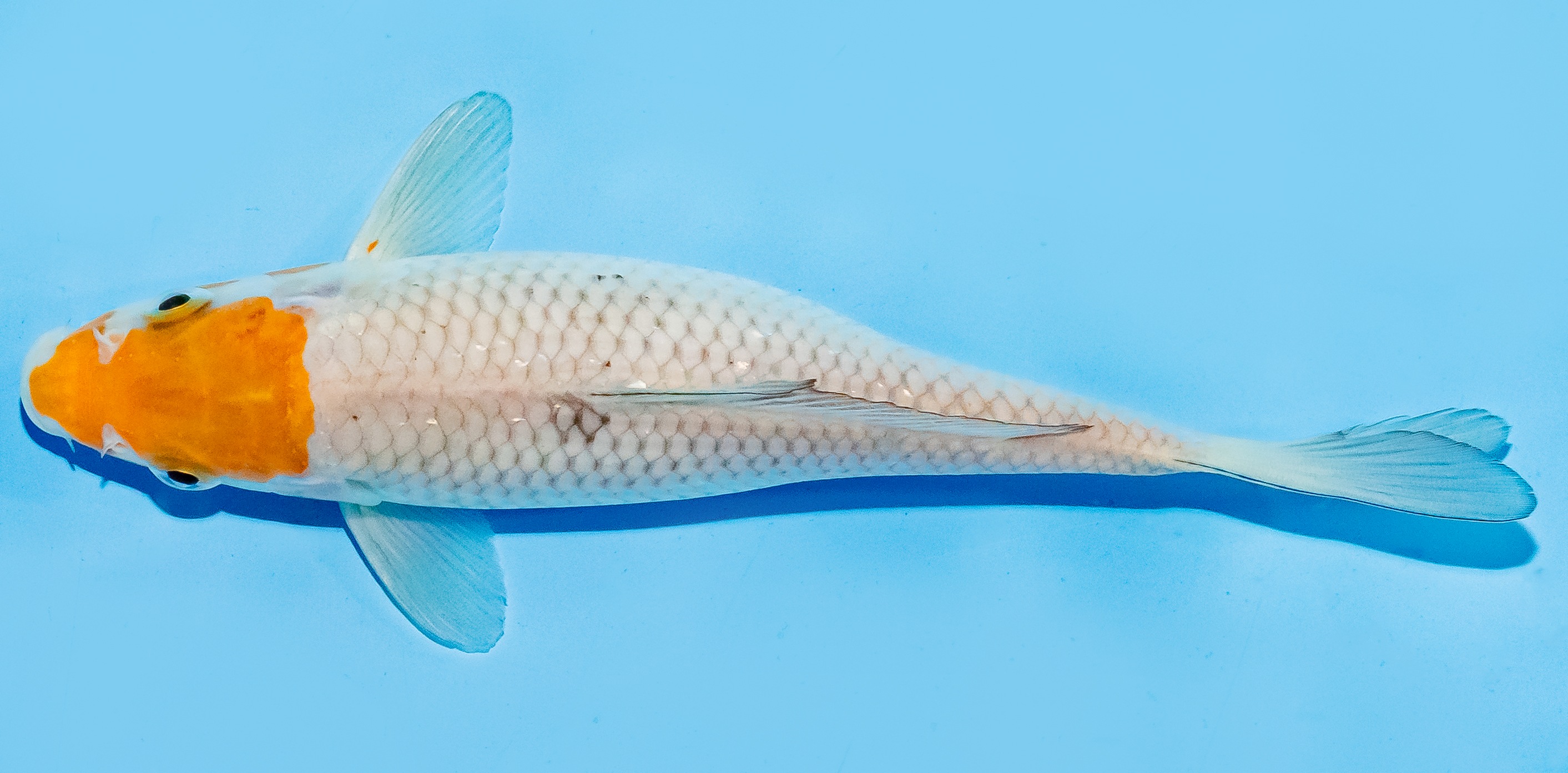 Koi 17-20cm Nr. 7801