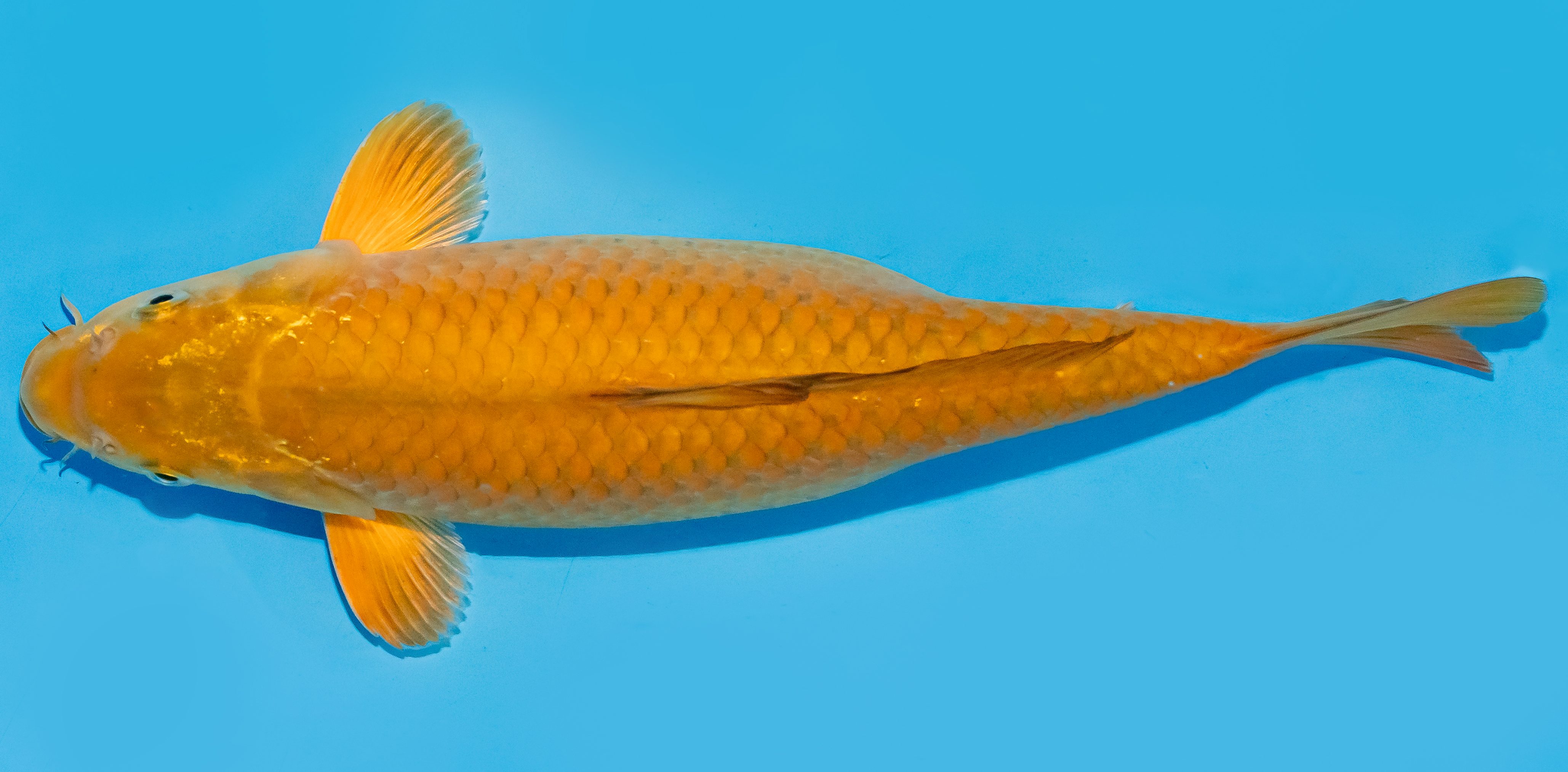 Koi 30-35cm Nr. 7655