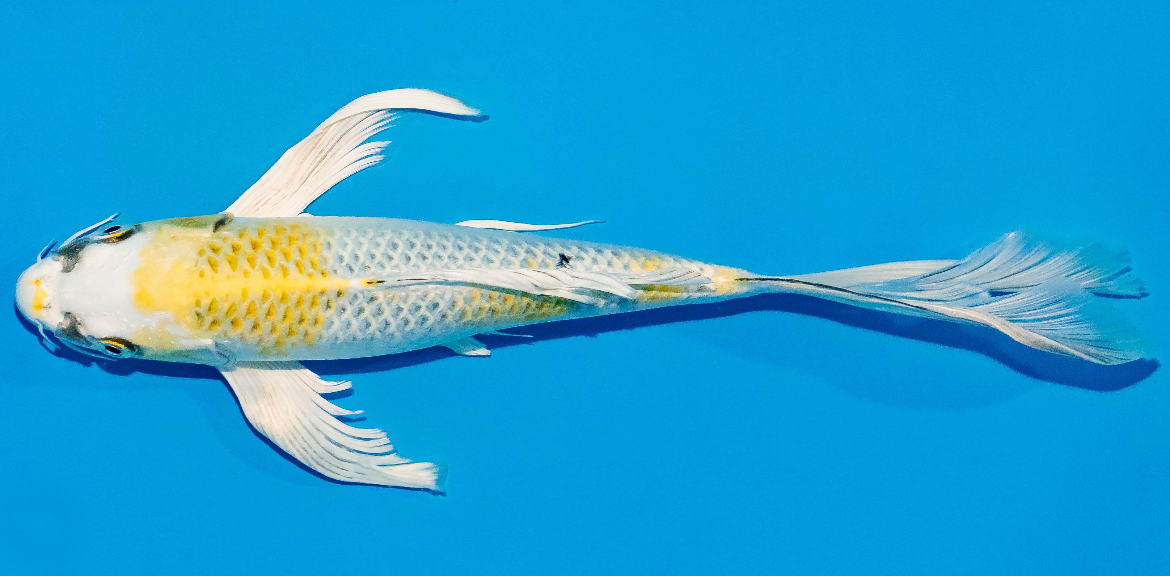 Butterfly Koi 25-30cm Nr. 2305