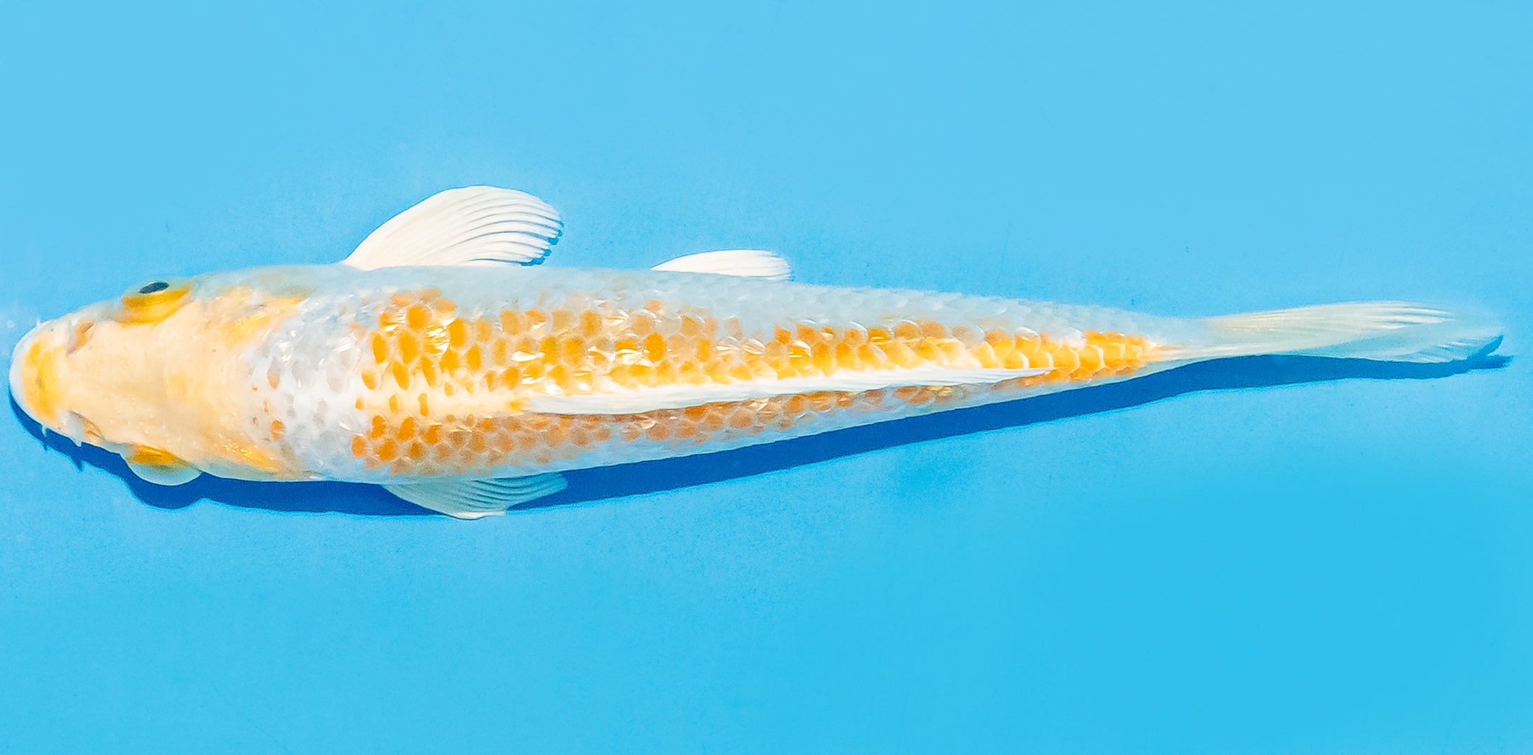 Koi 14-17cm Nr. 8062