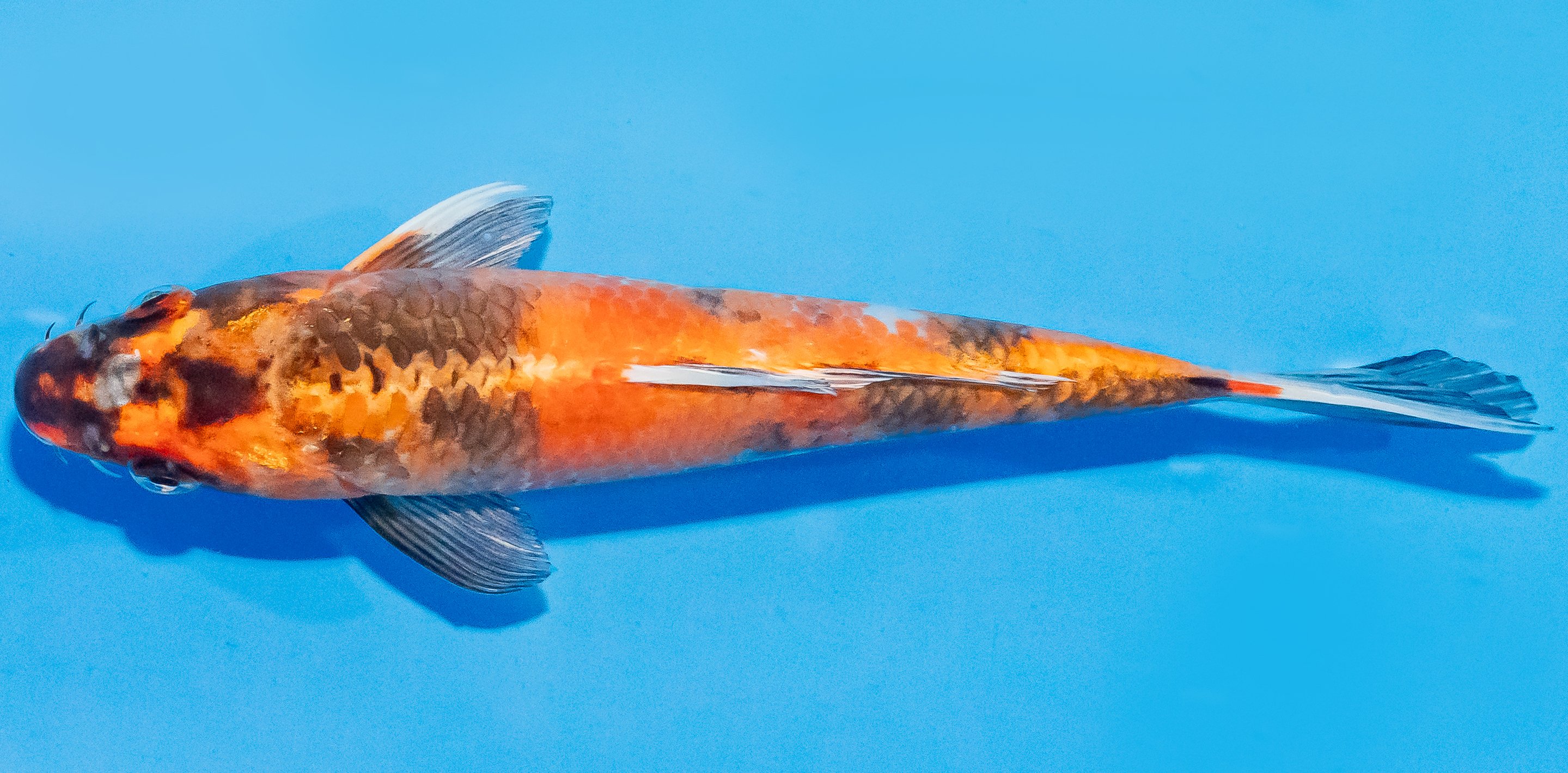 Koi 20-25cm Nr. 1850