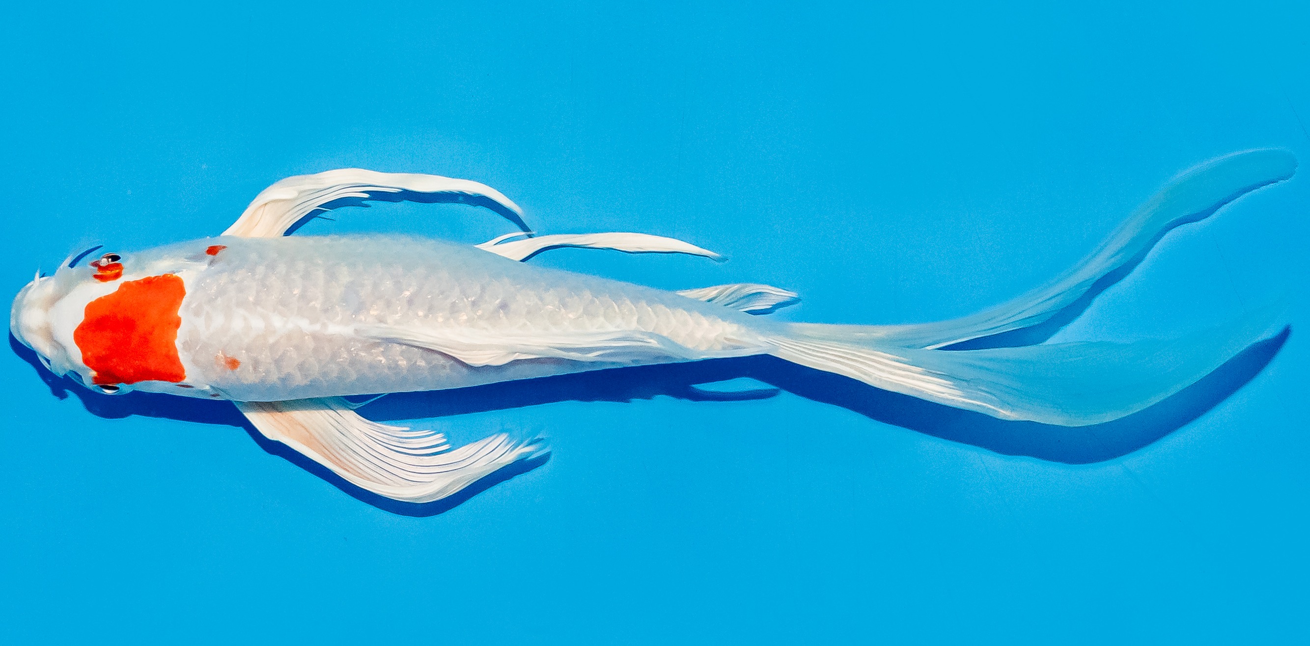 Butterfly Koi 20-25cm Nr. 8511