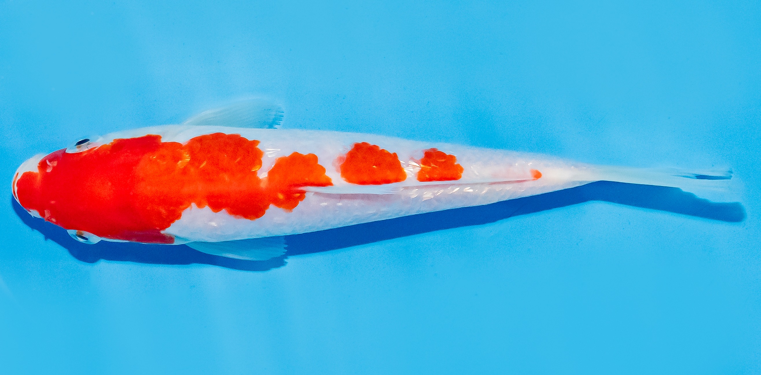 Koi 17-20cm Nr. 7235