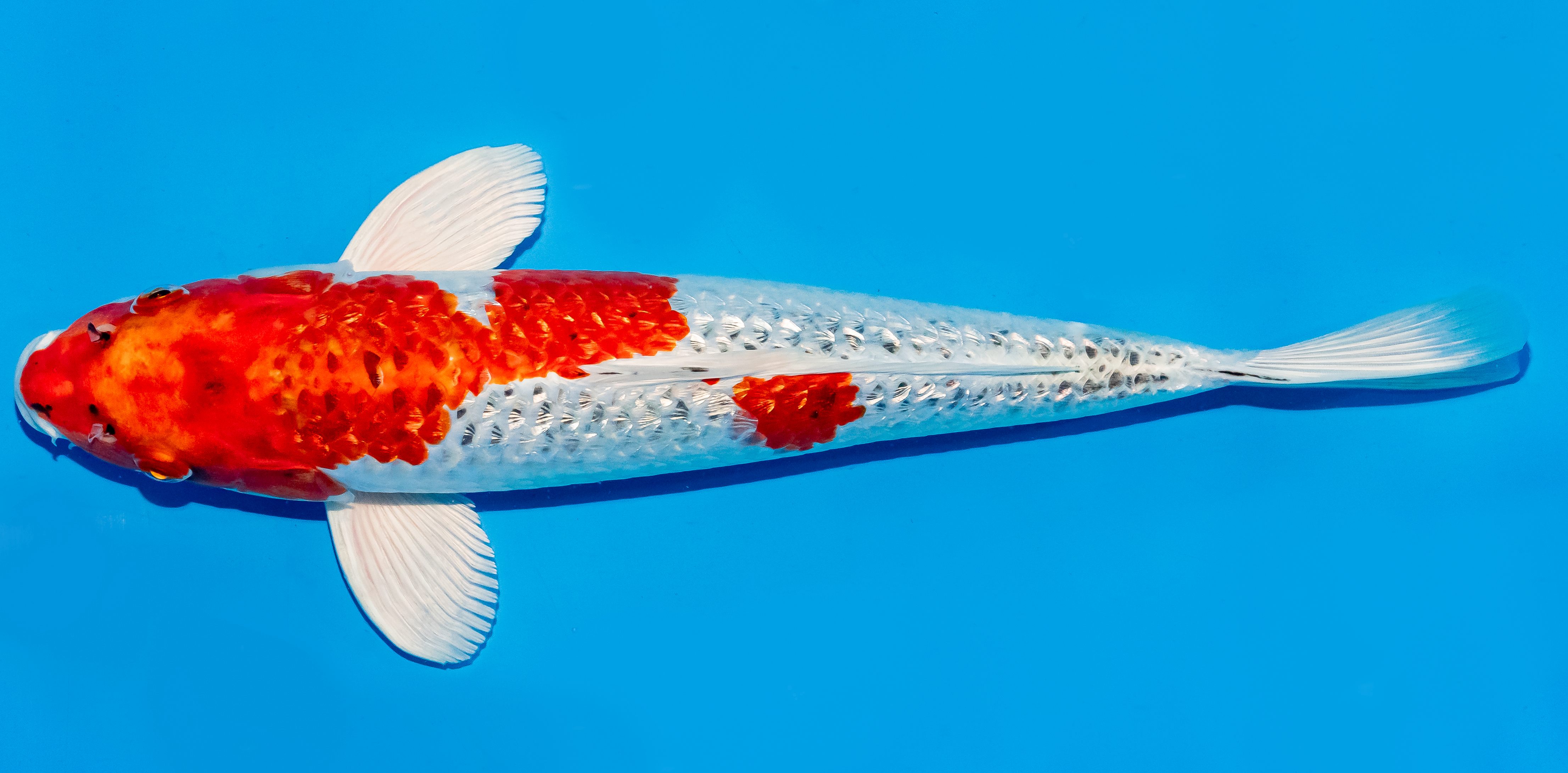 Koi 35-40cm Nr. 5090