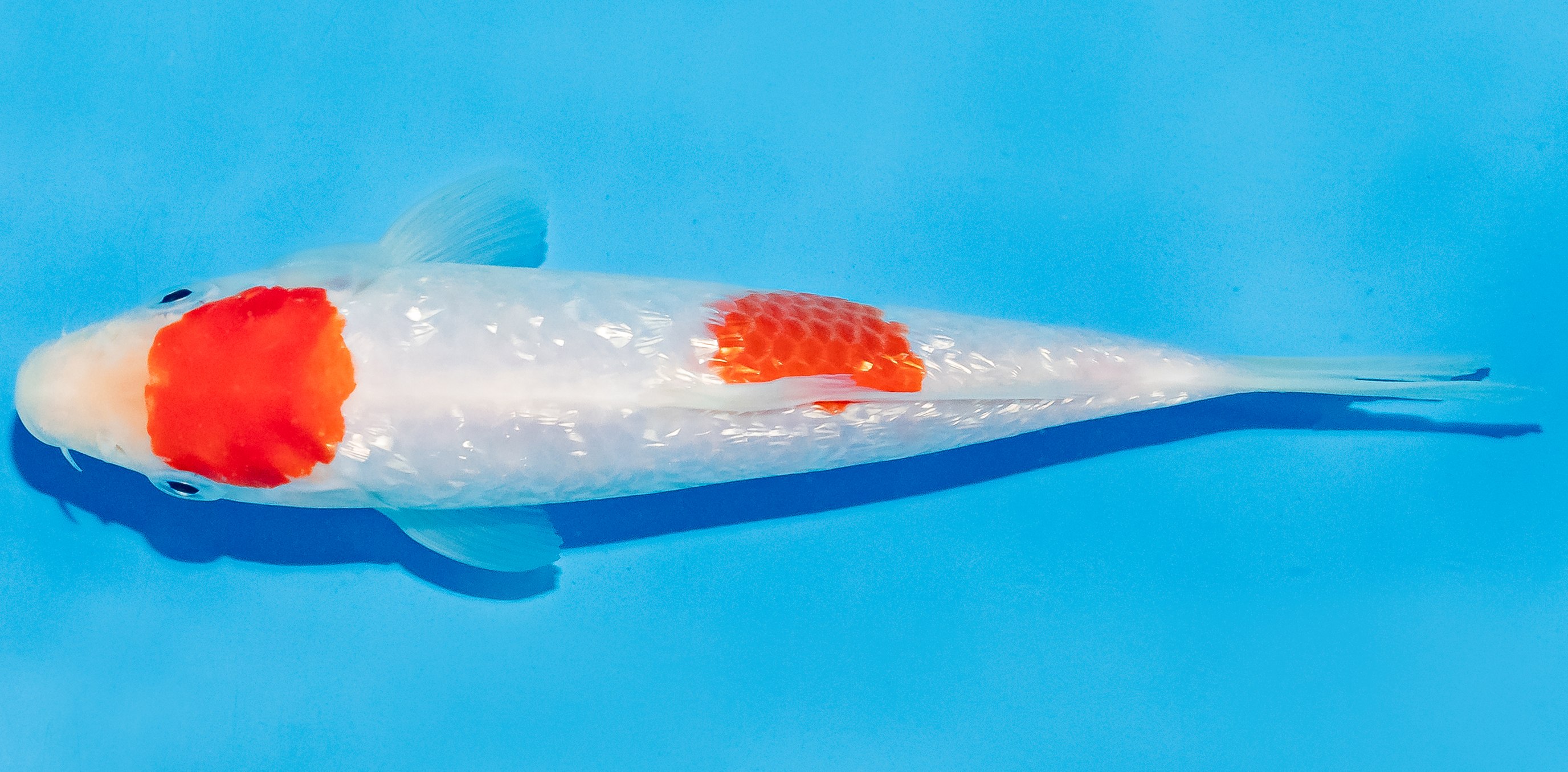 Koi 17-20cm Nr. 4524