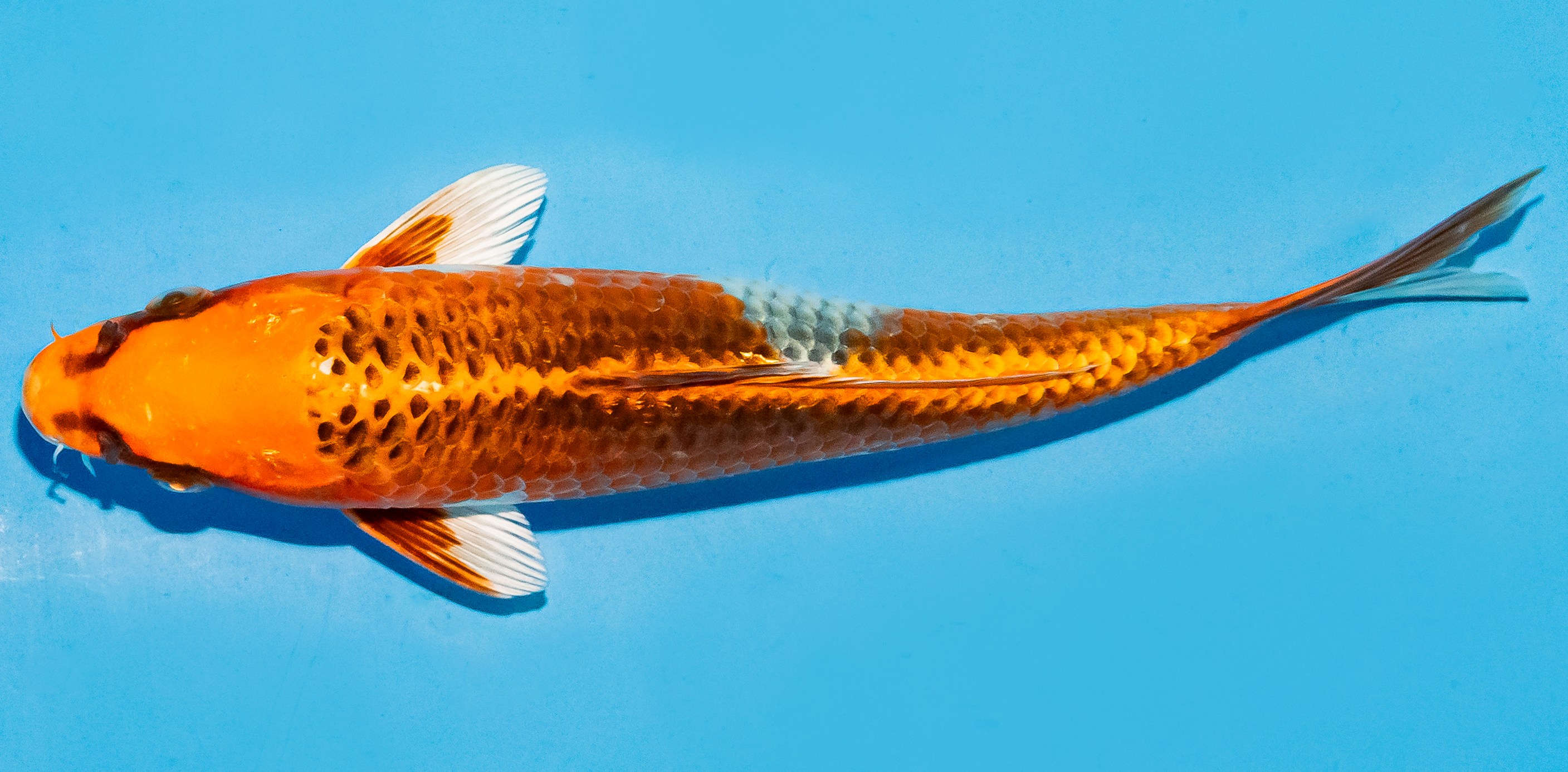 Koi 20-25cm Nr. 6026