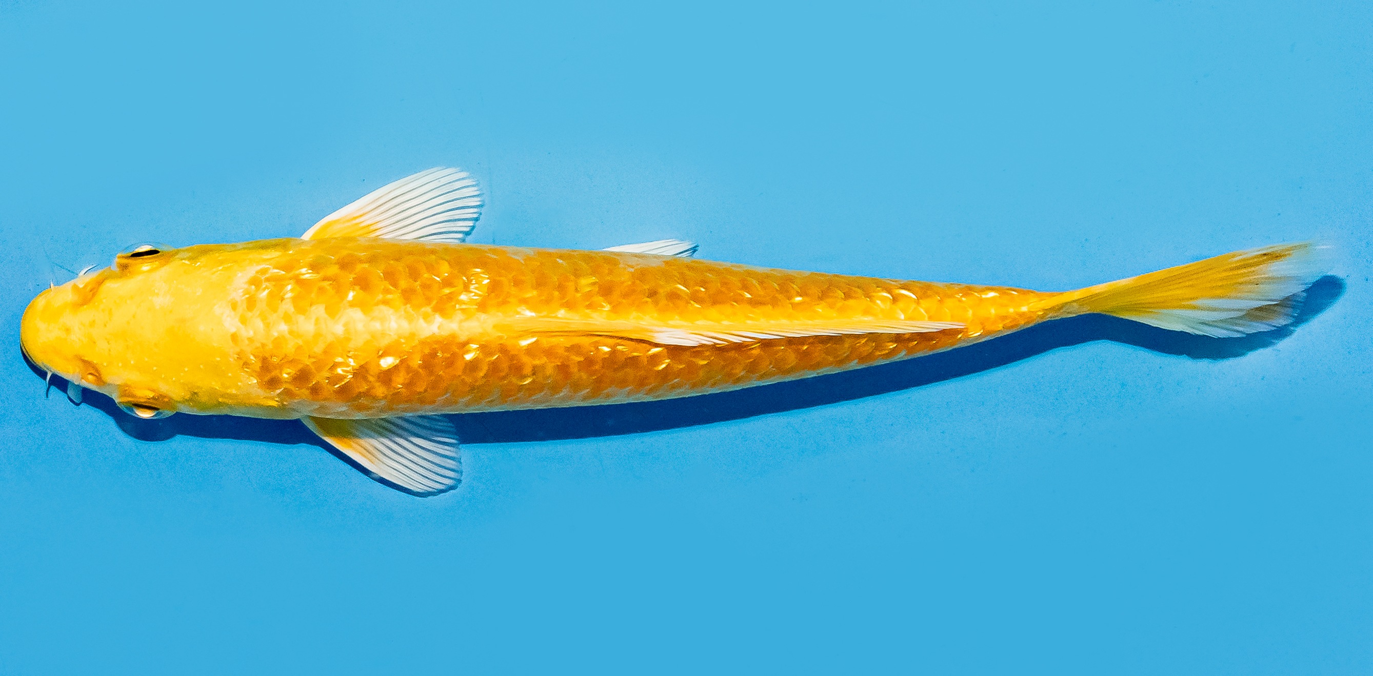 Koi 17-20cm Nr. 8799