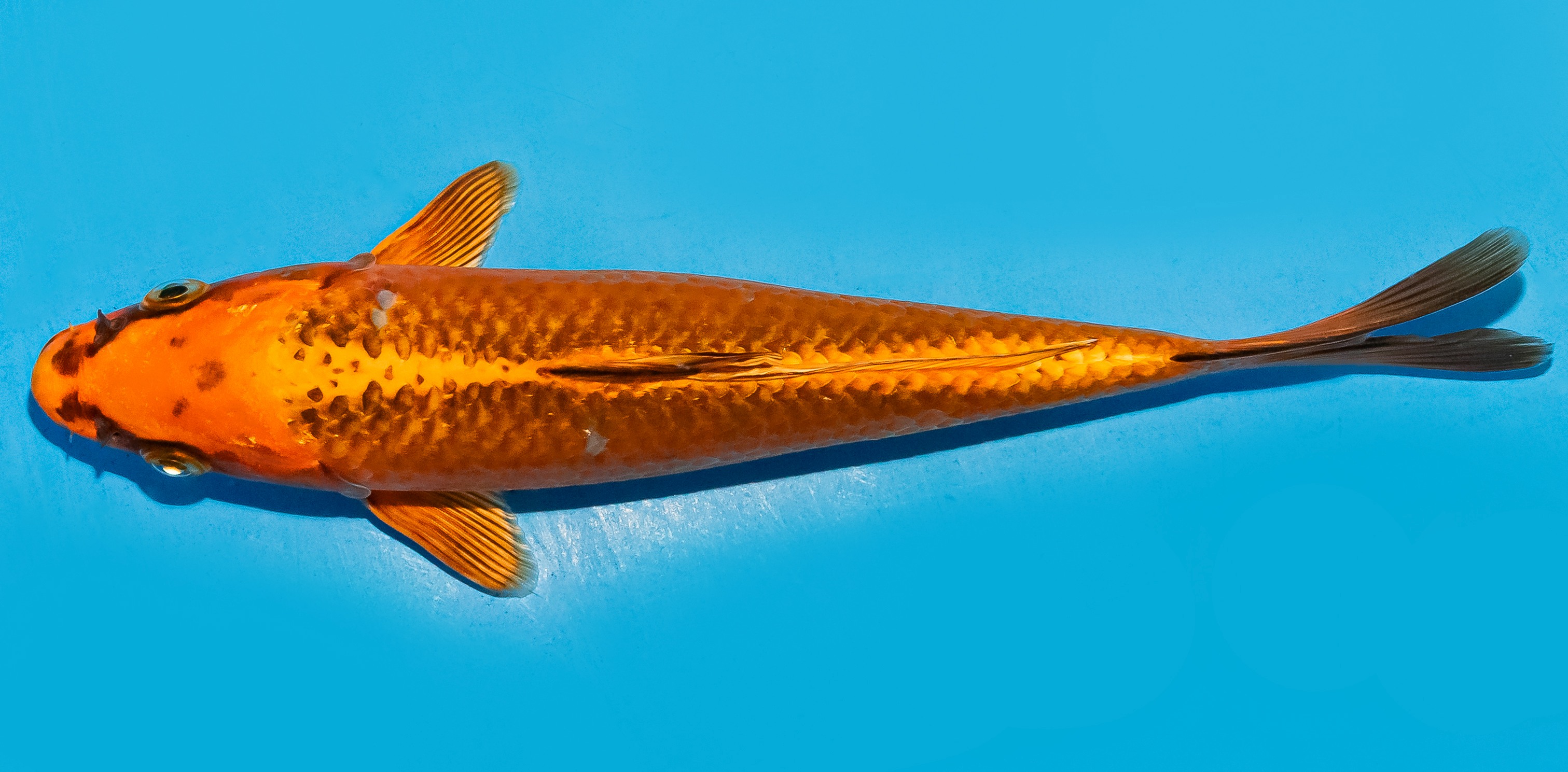 Koi 20-25cm Nr. 8641