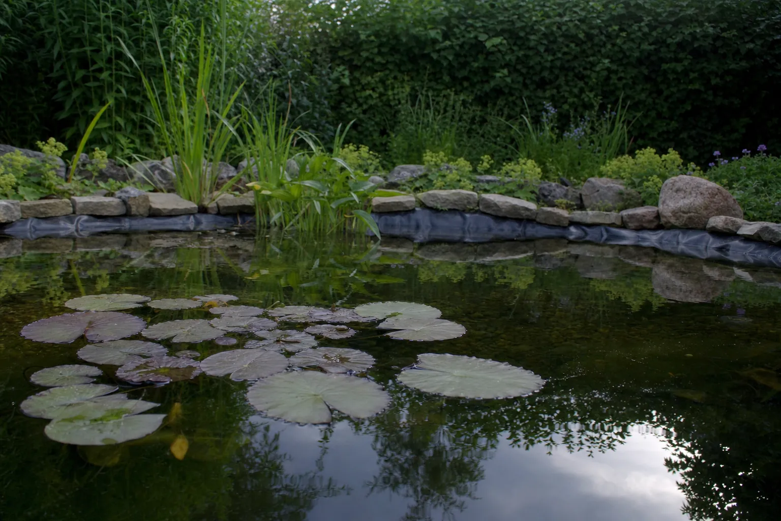 Wasseroberfläche eines Gartenteichs im Sommer mit Bepflanzung am Ufer