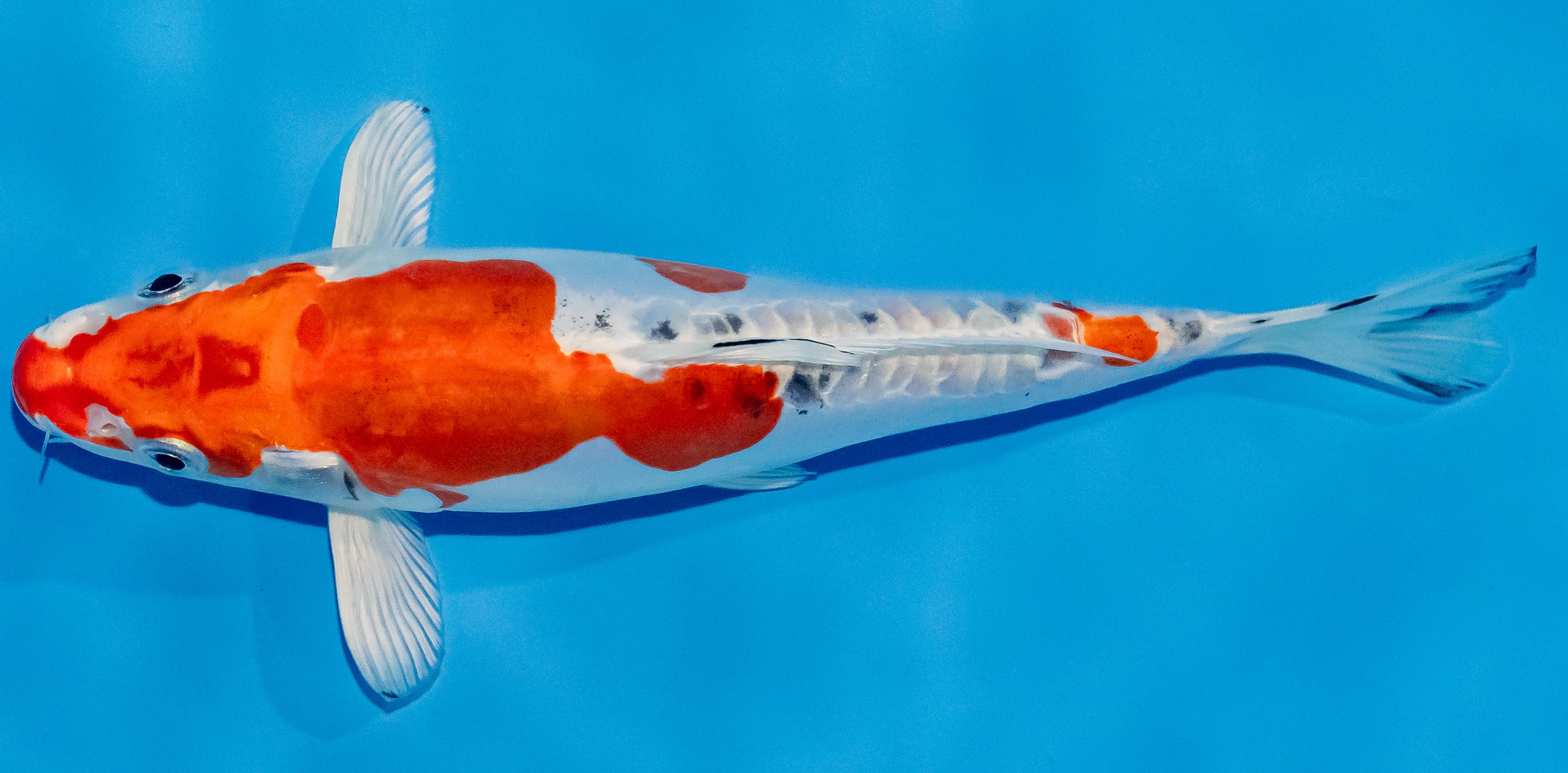 Koi 17-20cm Nr. 2001